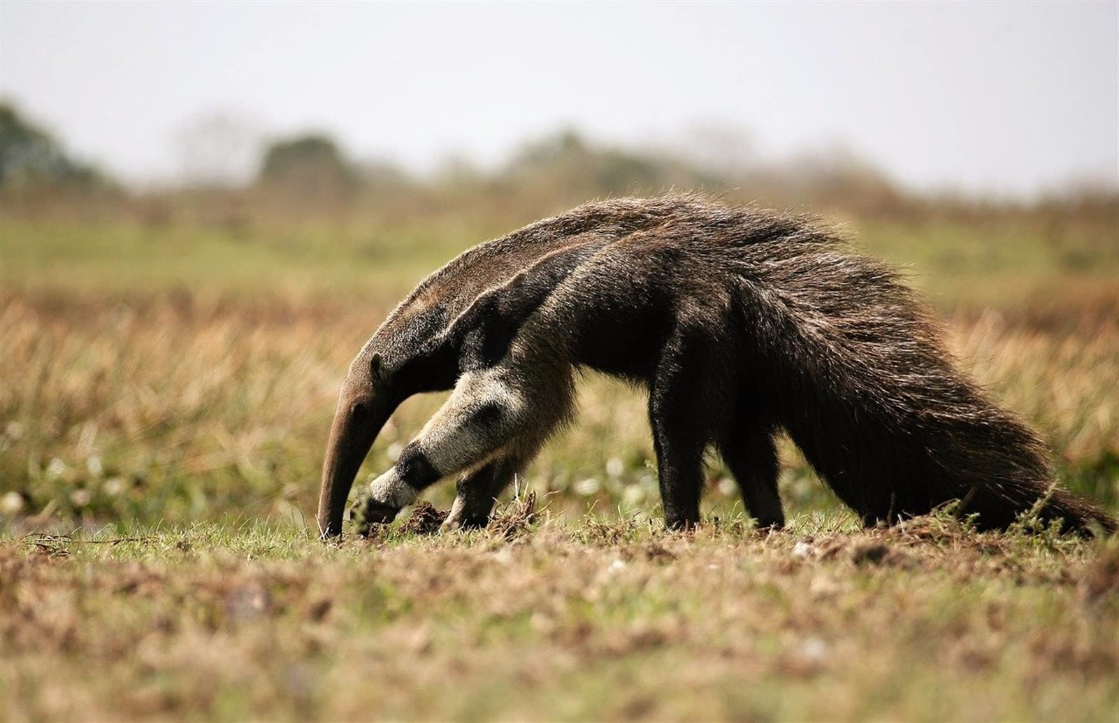 1000 Piece Wooden Jigsaw Puzzle - Anteater Wildlife Puzzle for Adults & Kids - Educational Family Game from South America & Africa - Perfect for Home Decor & Brain Teaser Activities (Brazil, Venezuela Inspired) - Great for Family Game Nights, Classroom Learning, and Stress Relief Therapy