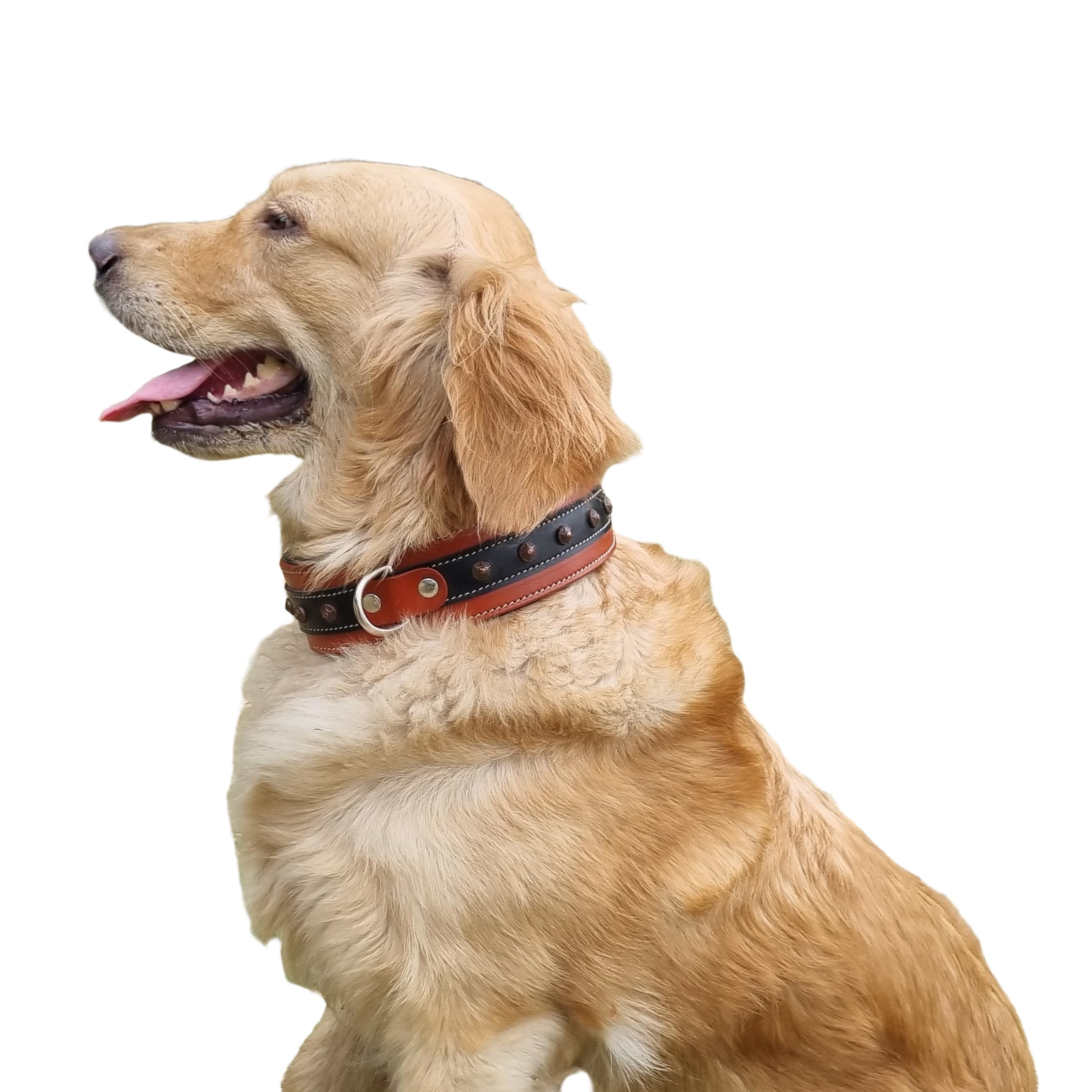 Premium Genuine Leather Dog Collar with Soft Padding & Brass Studs - 2 Inch Wide Adjustable Pet Collar for Medium Dogs - Durable & Comfortable for Daily Walks, Training & Outdoor Adventures