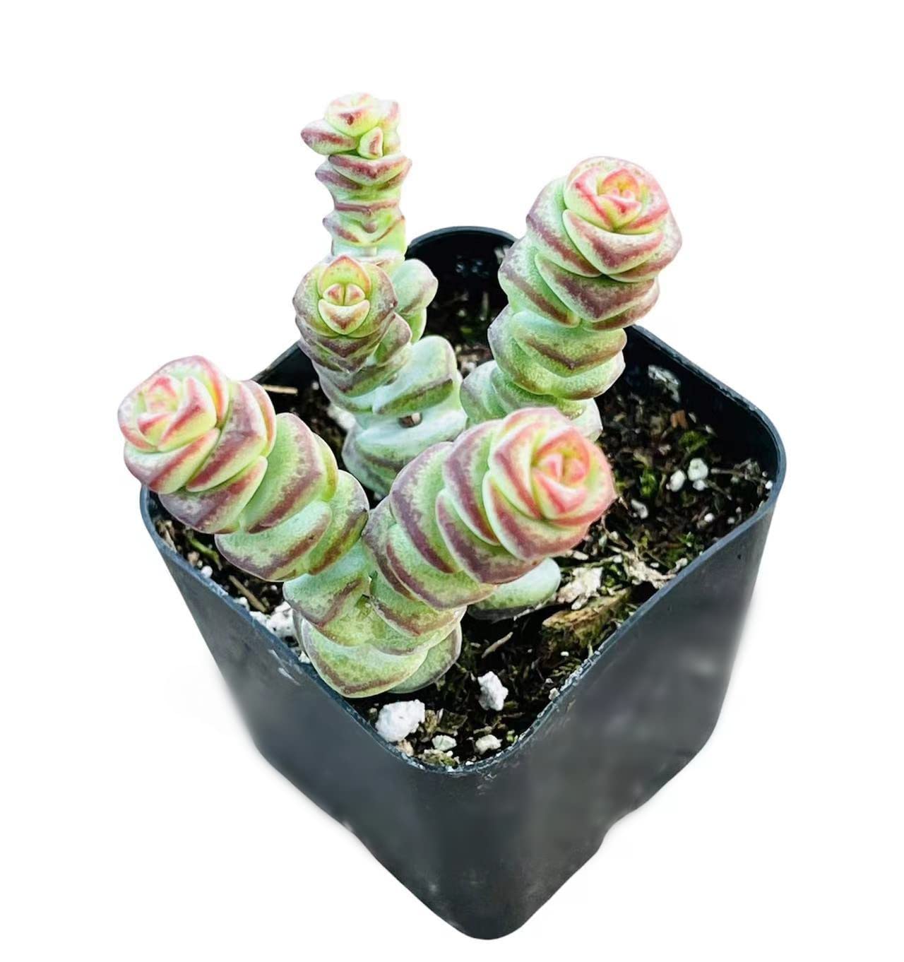 Crassula Jade Necklace Succulent Plant in 2 Inch Pot - Live Indoor Houseplant for Home Decor, Office Desk, or Gift - Easy Care & Low Maintenance
