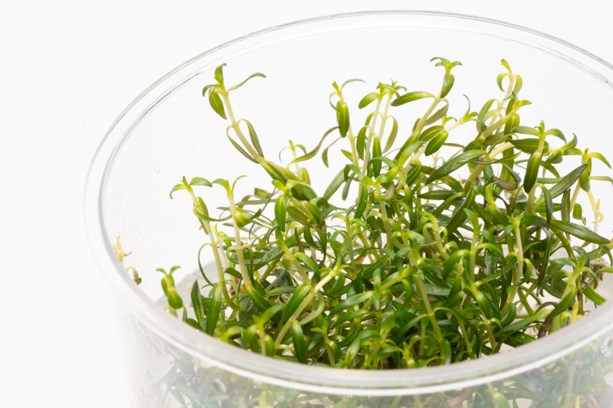 Ludwigia Arcuata Tissue Culture - Live Aquatic Plant for Freshwater Aquariums | Perfect for Aquascaping, Fish Tanks & Planted Tanks