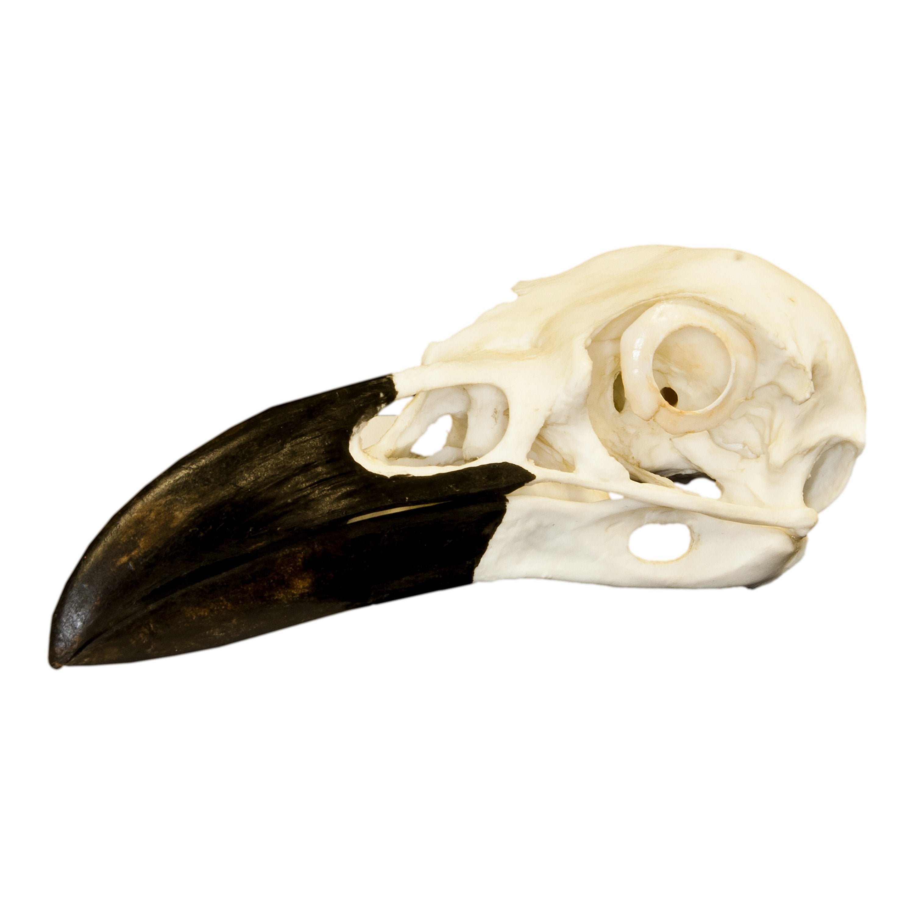Realistic Replica Common Raven Skull - Handcrafted Gothic Decor, Halloween Prop & Witchcraft Supplies - Perfect for Home Decor, Dark Aesthetic, and Witch Altar Display