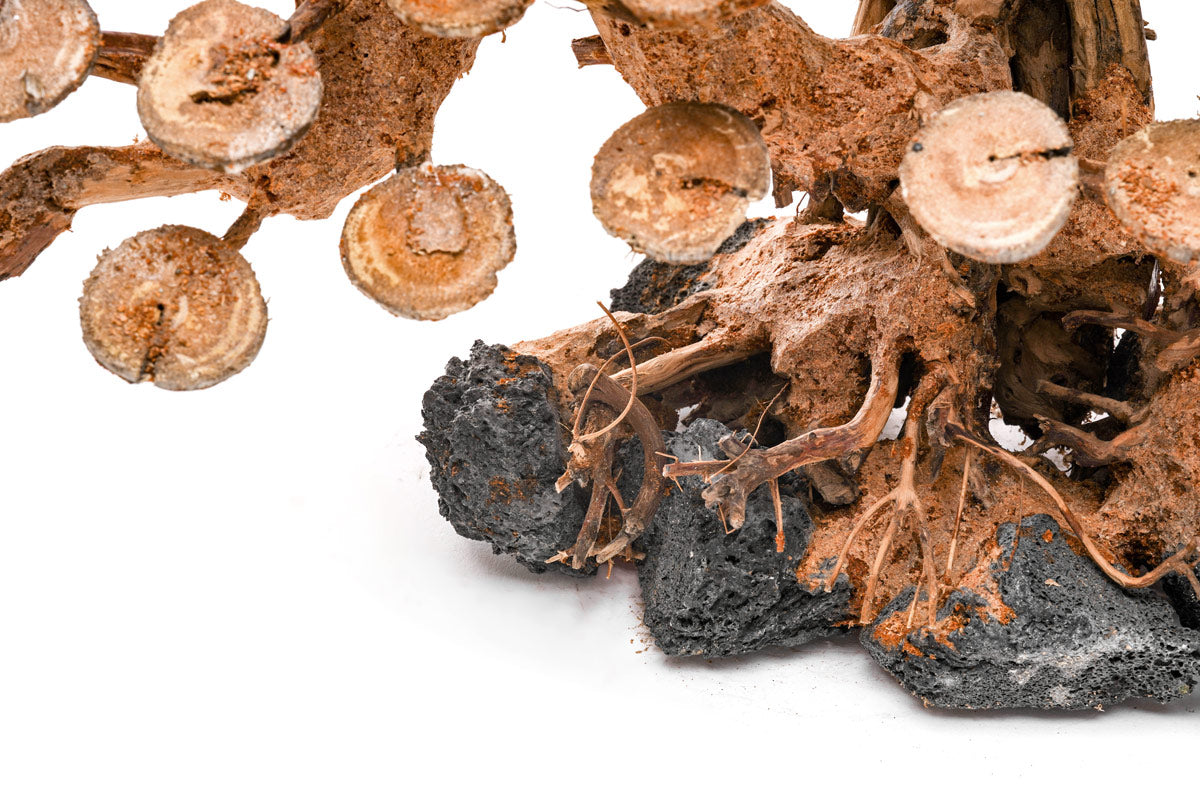 UNS Bonsai 016 - Premium Mini Bonsai Tree Kit for Home & Office Decor | Perfect for Zen Gardens, Desktop Decor, and Unique Gifts