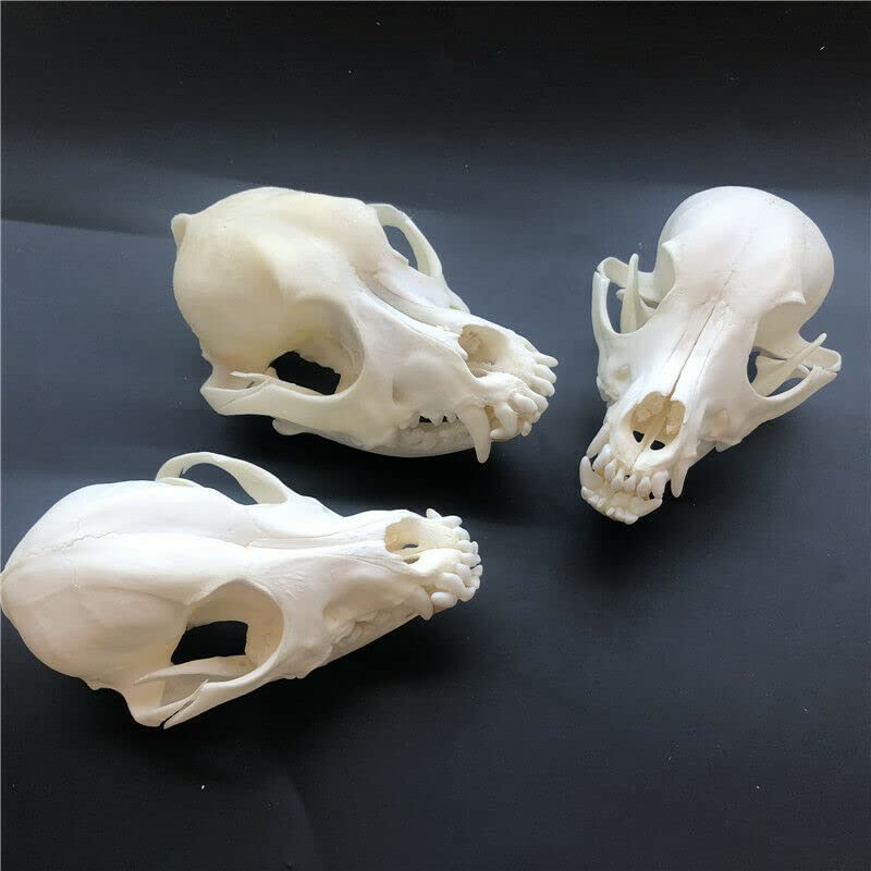 Real Dog Skull Taxidermy Specimen - Authentic Animal Bones for Science Education, Unique Gift & Home Office Decor - Perfect for Halloween, Biology Class & Gothic Decor (10)
