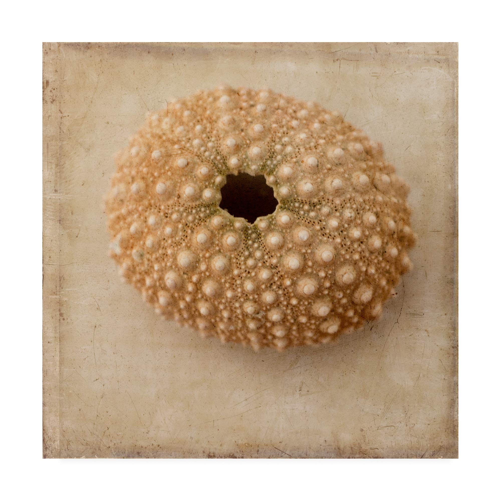 Trademark Fine Art Sepia Shell III by Judy Stalus - 18x18 Inch Framed Wall Art Print, Vintage Beach Decor for Living Room, Bedroom & Office