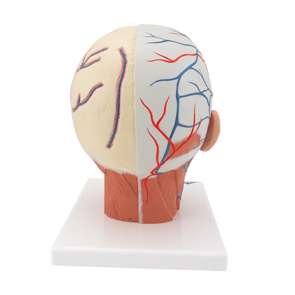 Human Head Musculature Anatomy Model with Blood Vessels - Perfect for Medical Students, Anatomy Study & Classroom Demonstrations