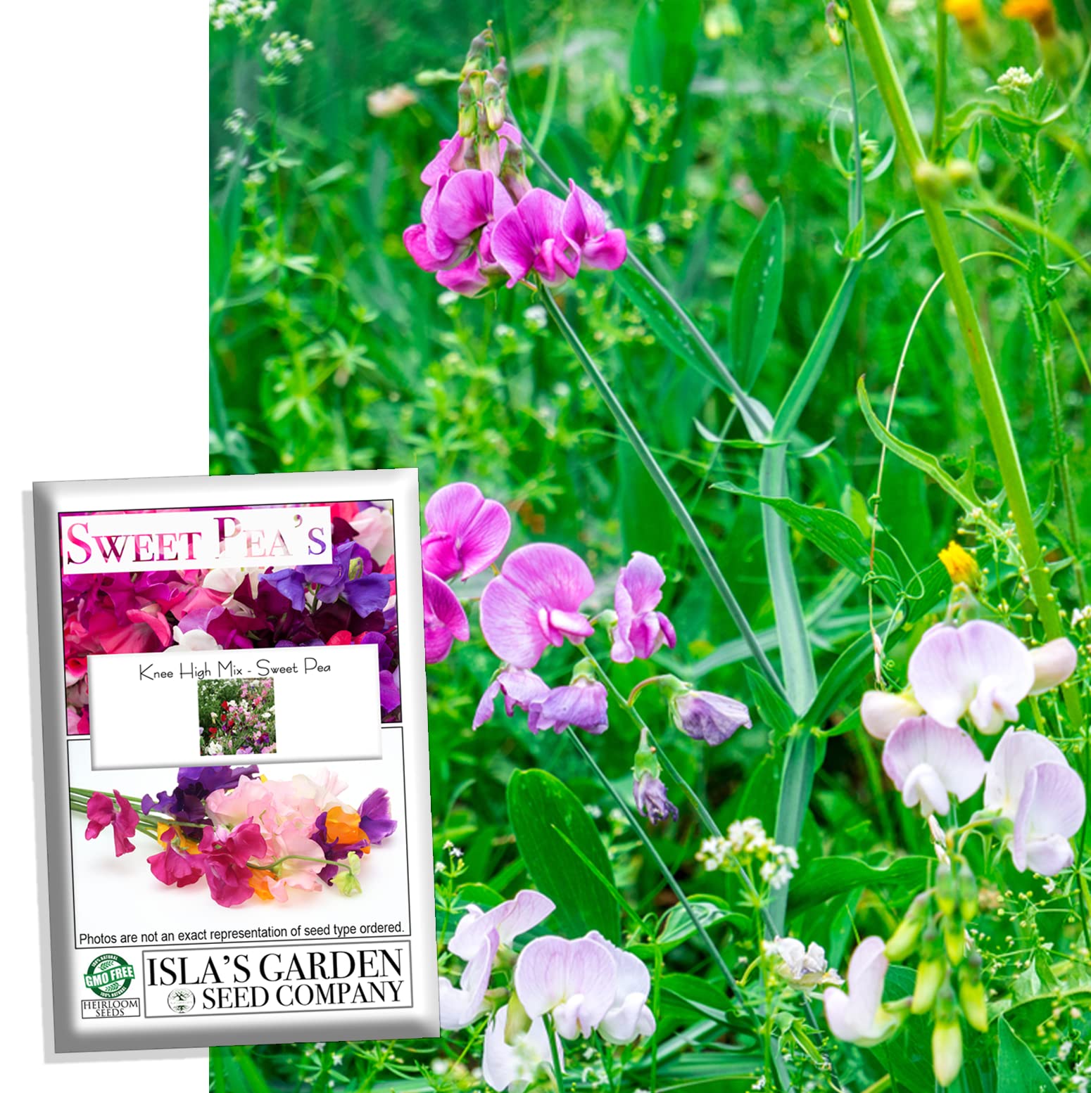 Non-GMO Heirloom Knee High Mix Sweet Pea Flower Seeds (Lathyrus odoratus) - 25+ Seeds Per Packet by Isla's Garden Seeds - Perfect for Home Gardens, Landscaping & DIY Floral Gifts