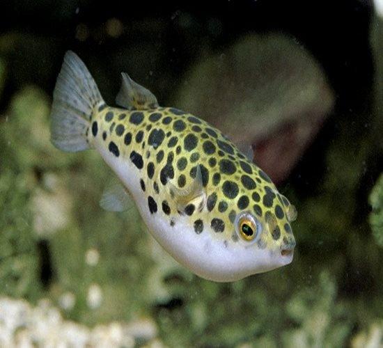 Spotted Green Puffer Fish (Tetraodon Nigroviridis) - Freshwater Aquarium Fish for Home & Office Tanks