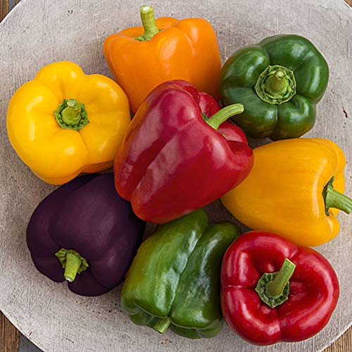 Non-GMO Heirloom Rainbow Sweet Bell Pepper Seeds for Planting - Colorful Mix for Home Gardens, Greenhouses & Urban Farming