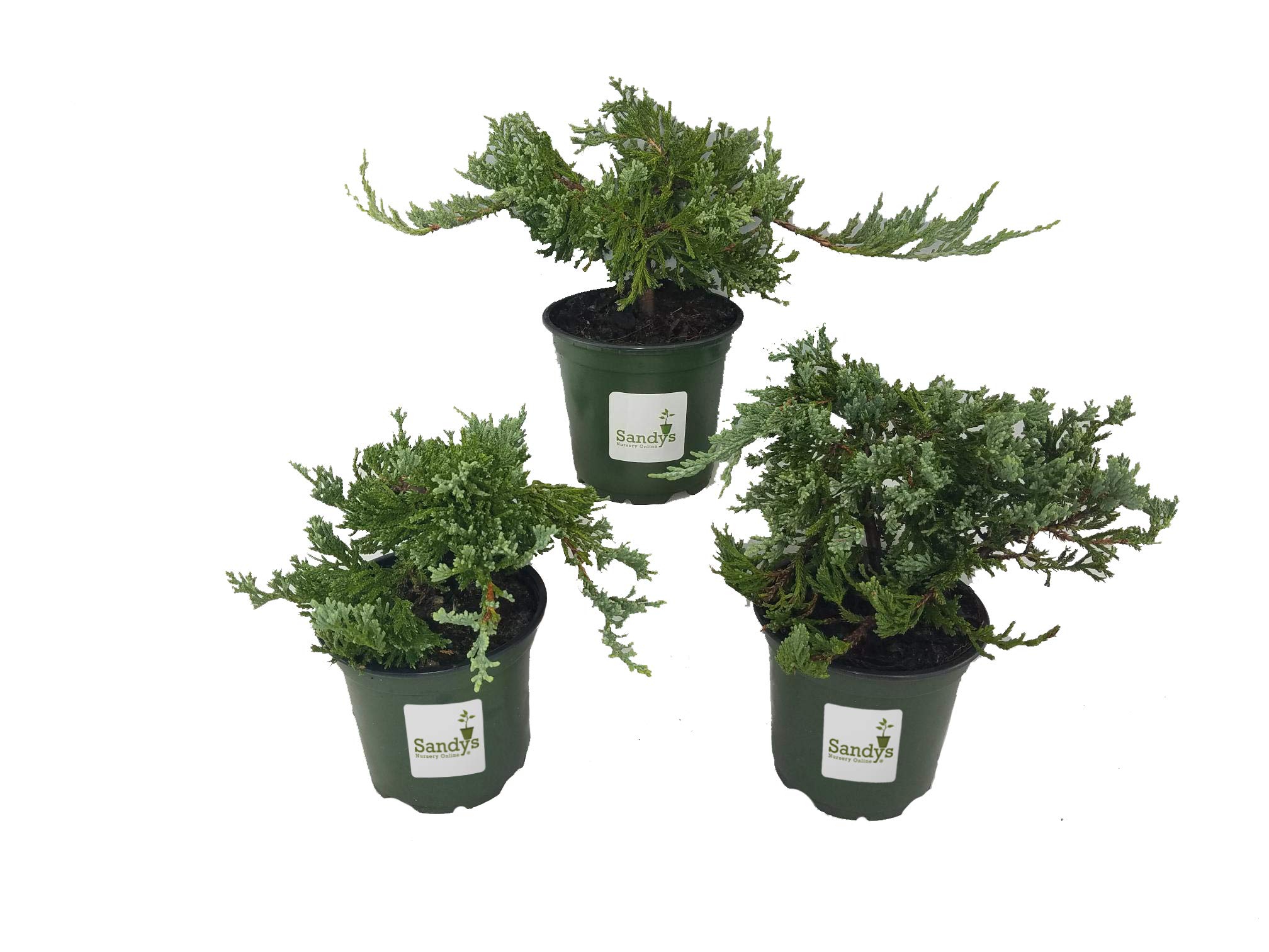 Juniper Blue Rug Ground Cover Plants - Lot of 30 (4 Inch Pots) | Drought-Tolerant Evergreen Shrubs for Landscaping, Rock Gardens & Slopes