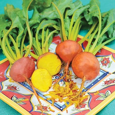 Boldor Beet Seed Tape - Pre-Spaced Beet Seeds for Easy Planting | Perfect for Home Gardens & Raised Beds