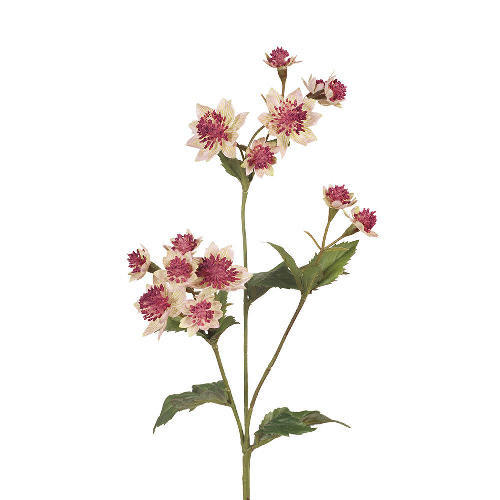 Astrantia Perennial Flower Seeds - Beautiful Blooming Plants for Garden, Borders & Bouquets | Perfect for Home Landscaping & Floral Arrangements