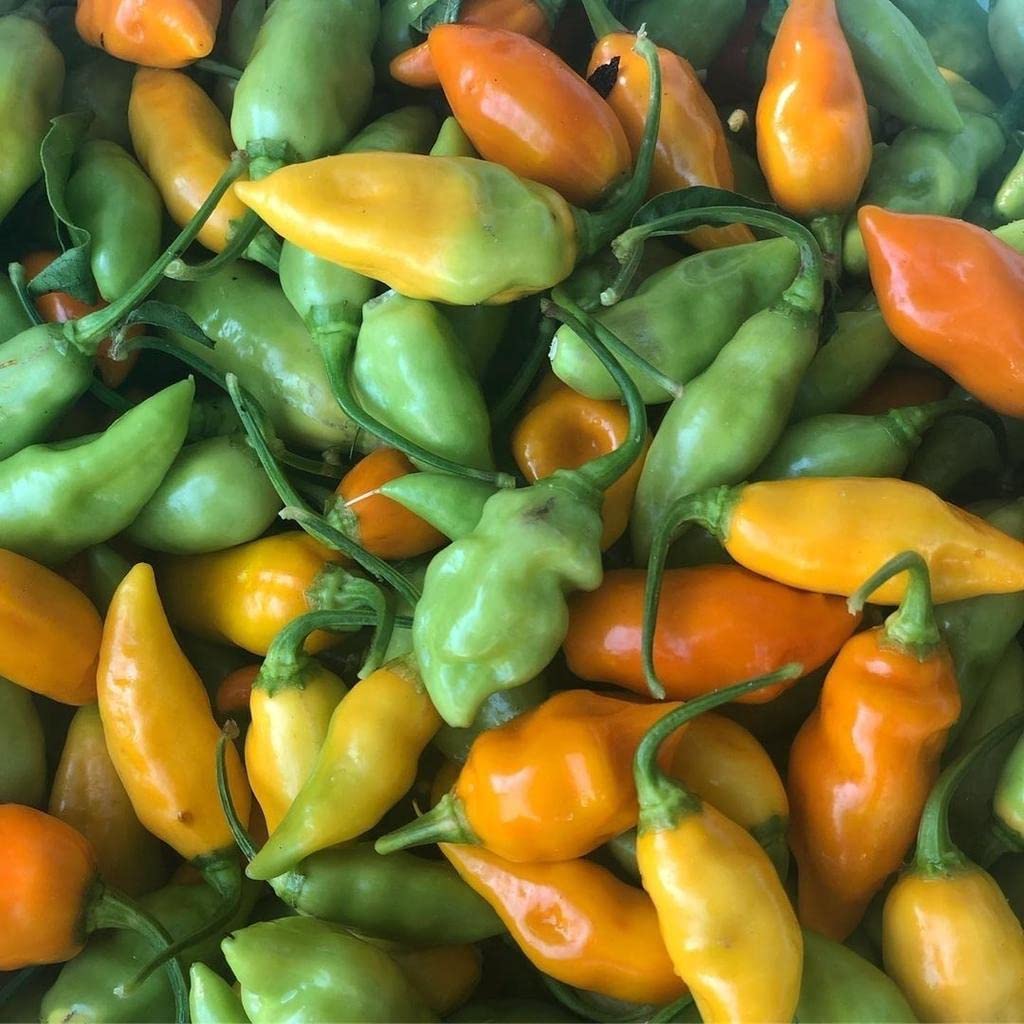 Sweet Datil Pepper Seeds - 20 Count (Capsicum Chinense) - Heirloom Hot Pepper Seeds from St. Augustine, Florida - Perfect for Home Gardening, Cooking & Spicy Recipes