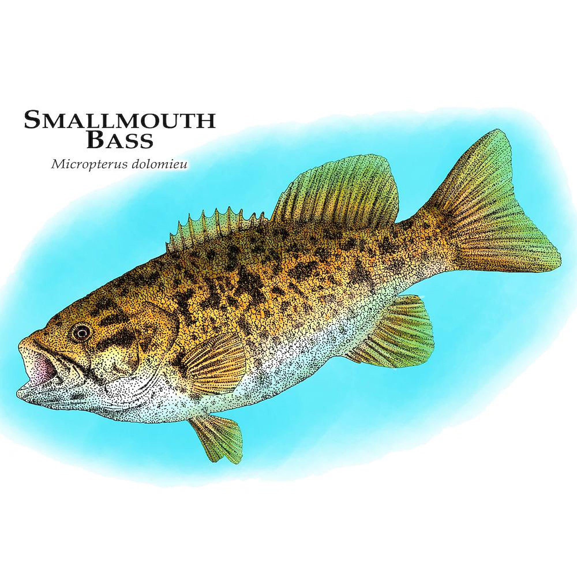 Smallmouth Bass Ceramic Coffee Mug 11 oz (325ml) - Funny Fishing Gift for Anglers, Perfect for Camping, Office & Home Use