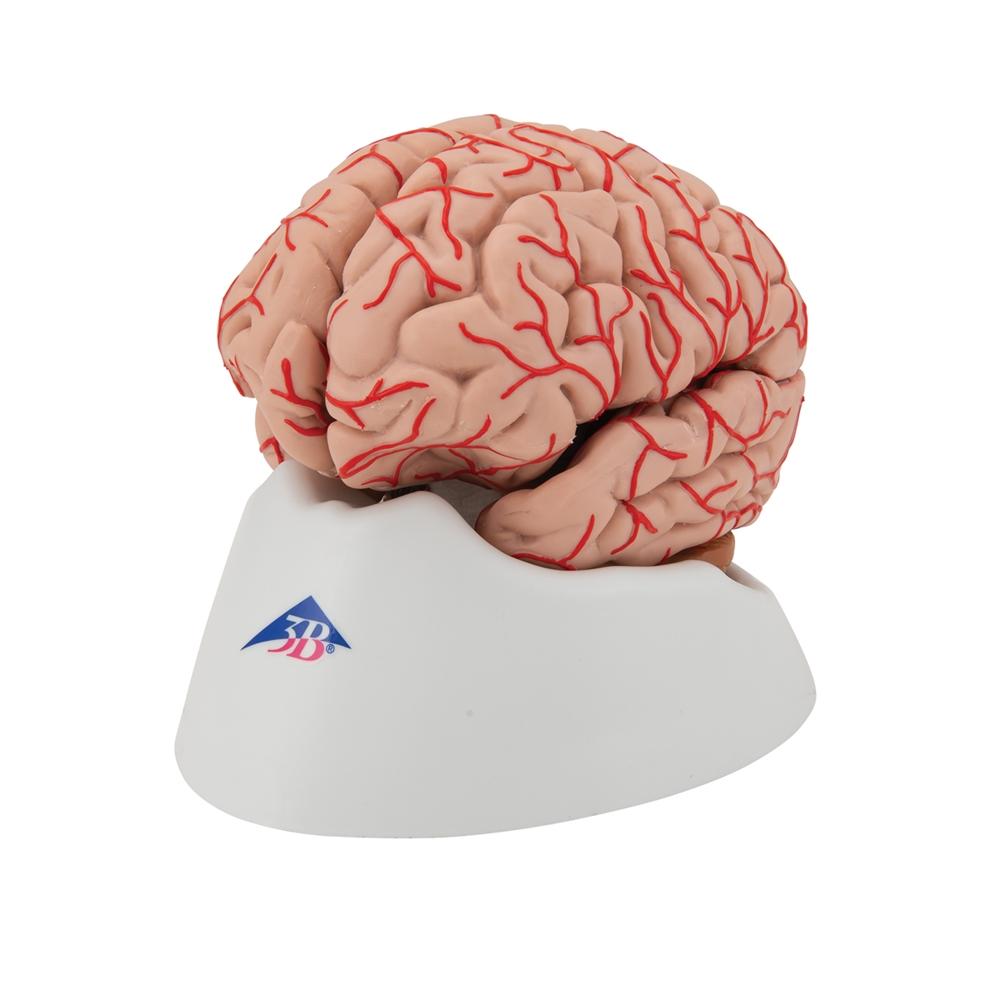 9-Part Human Brain Model with Arteries - Detailed Anatomy Study Tool for Medical Students & Educators