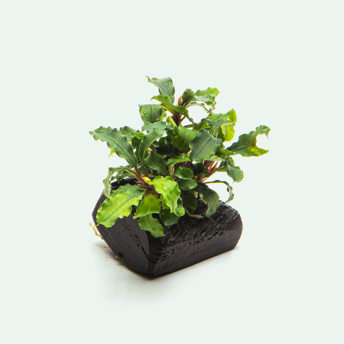 Bucephalandra Green Wavy Aquatic Plant for Aquarium - Live Driftwood Decor with Easy Care for Fish Tank, Shrimp Tank & Paludarium Setup