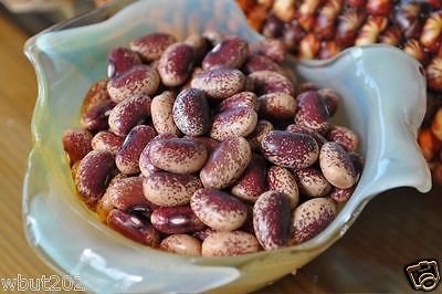 Flor De Mayo Bush Bean Seeds - Purple Speckled with Cream Background (100 Seeds) | Non-GMO, Heirloom Variety from Mexico | Perfect for Home Gardens, Container Planting & Fresh Eating