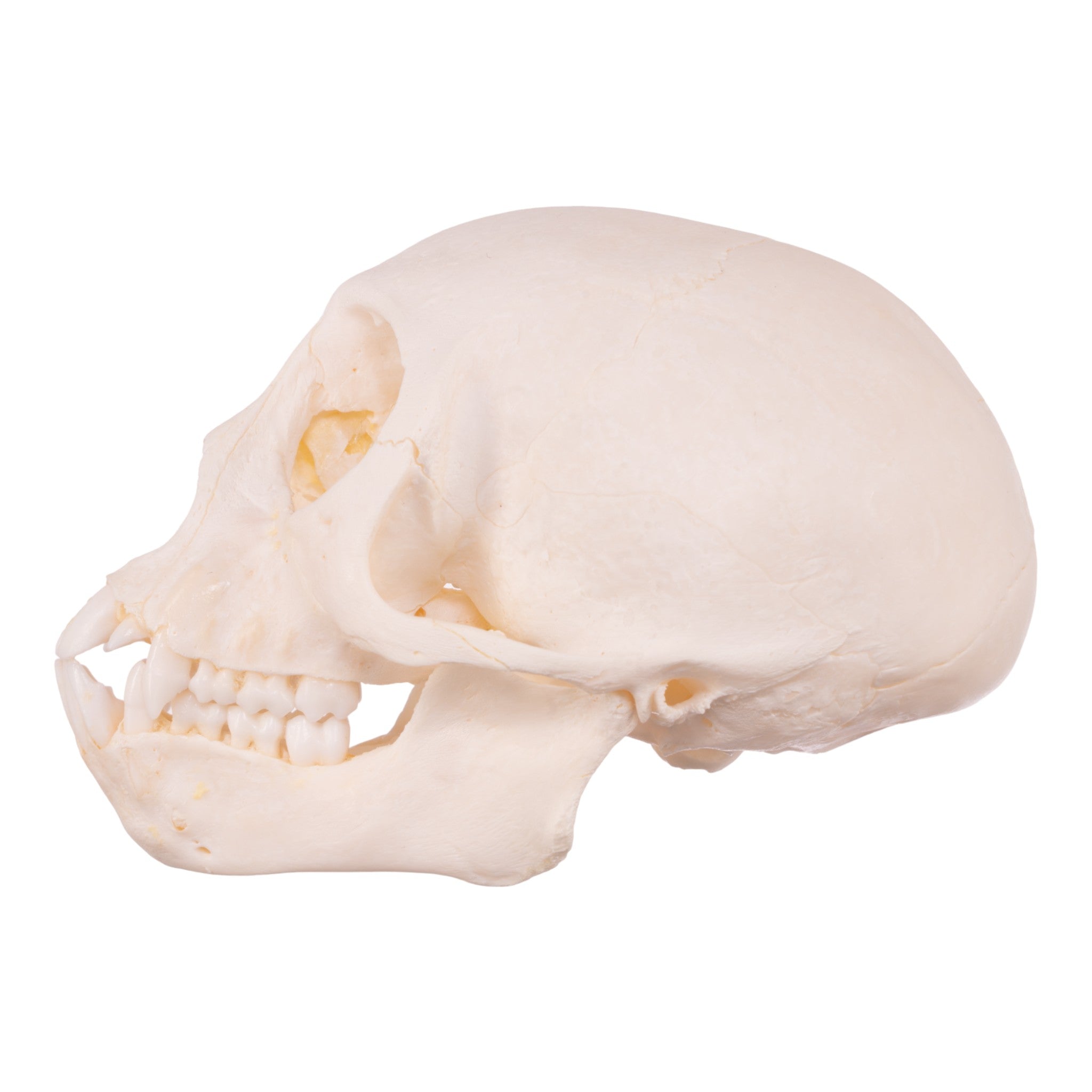 Authentic Vervet Monkey Skull - Adolescent Specimen for Collectors, Anthropology Study & Gothic Decor | Rare Primitive Animal Skull for Taxidermy, Science Education & Oddity Display