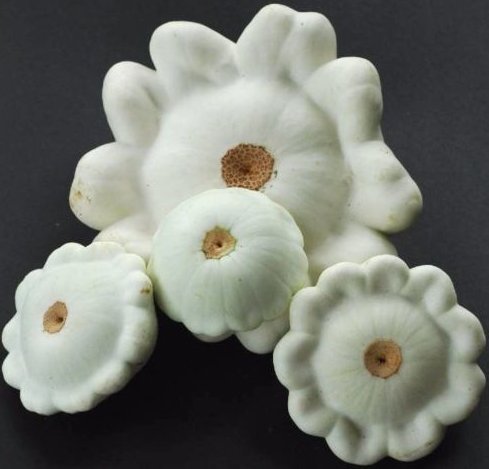 Non-GMO Heirloom White Pattypan Scallop Bush Squash Seeds - 25 Early Fresco Seeds for Home Gardening & Organic Farming