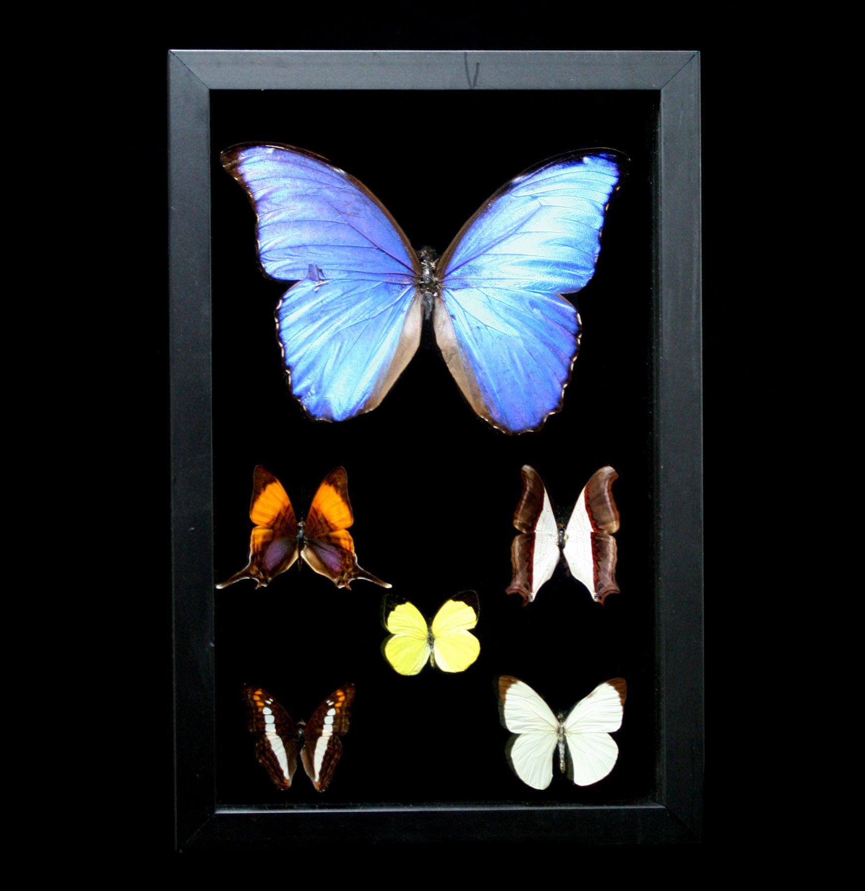 Double Glass Framed Morpho Plus Five Butterflies - Beautiful Butterfly Display for Home Decor, Office & Gift Giving - Perfect for Wall Art, Nature Lovers & Collectors