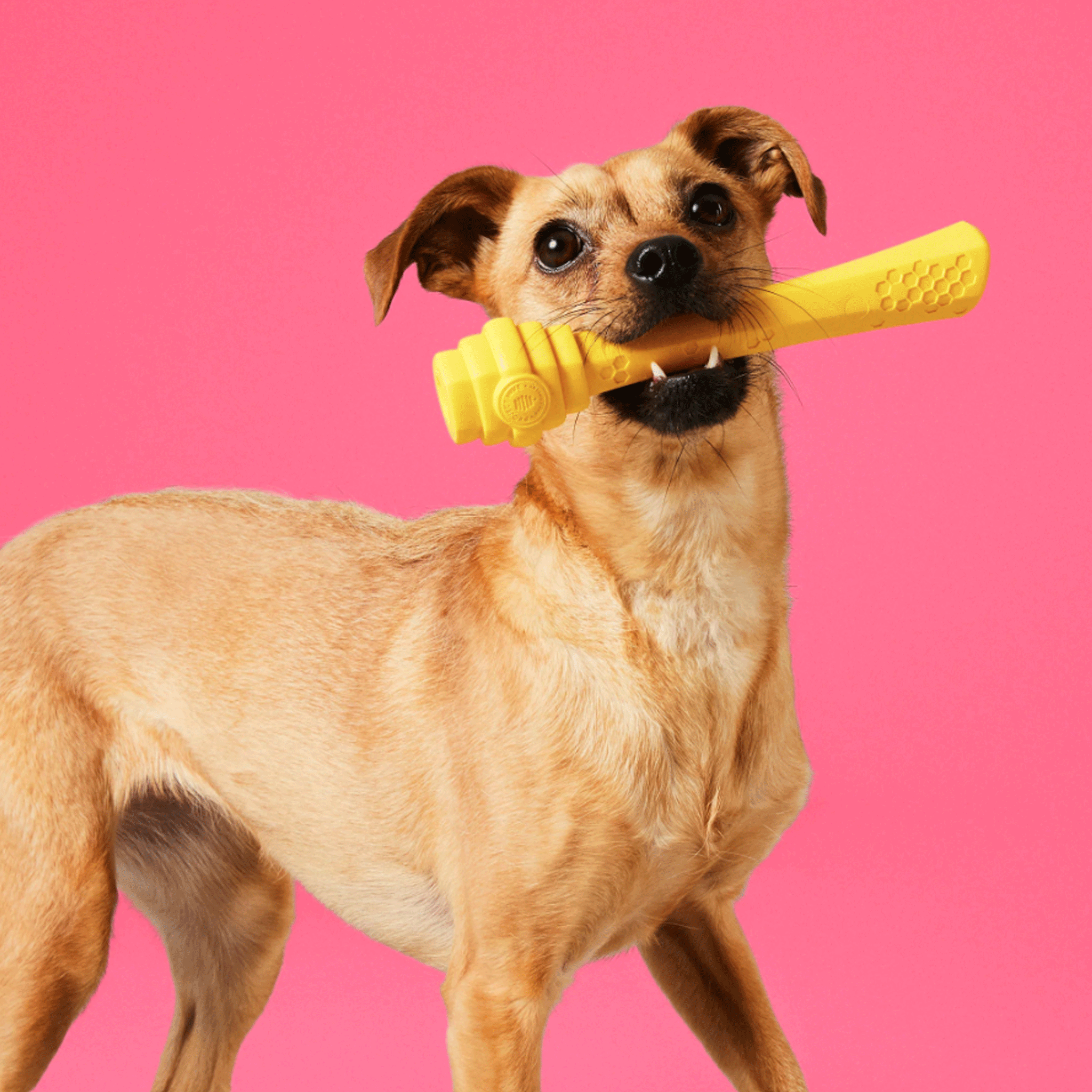 Project Hive Fetch Stick Toy - Interactive Dog Training Toy for Outdoor Play & Exercise - Durable Chew-Resistant Fetch Stick for Small & Large Dogs - Perfect for Beach, Park & Backyard Fun