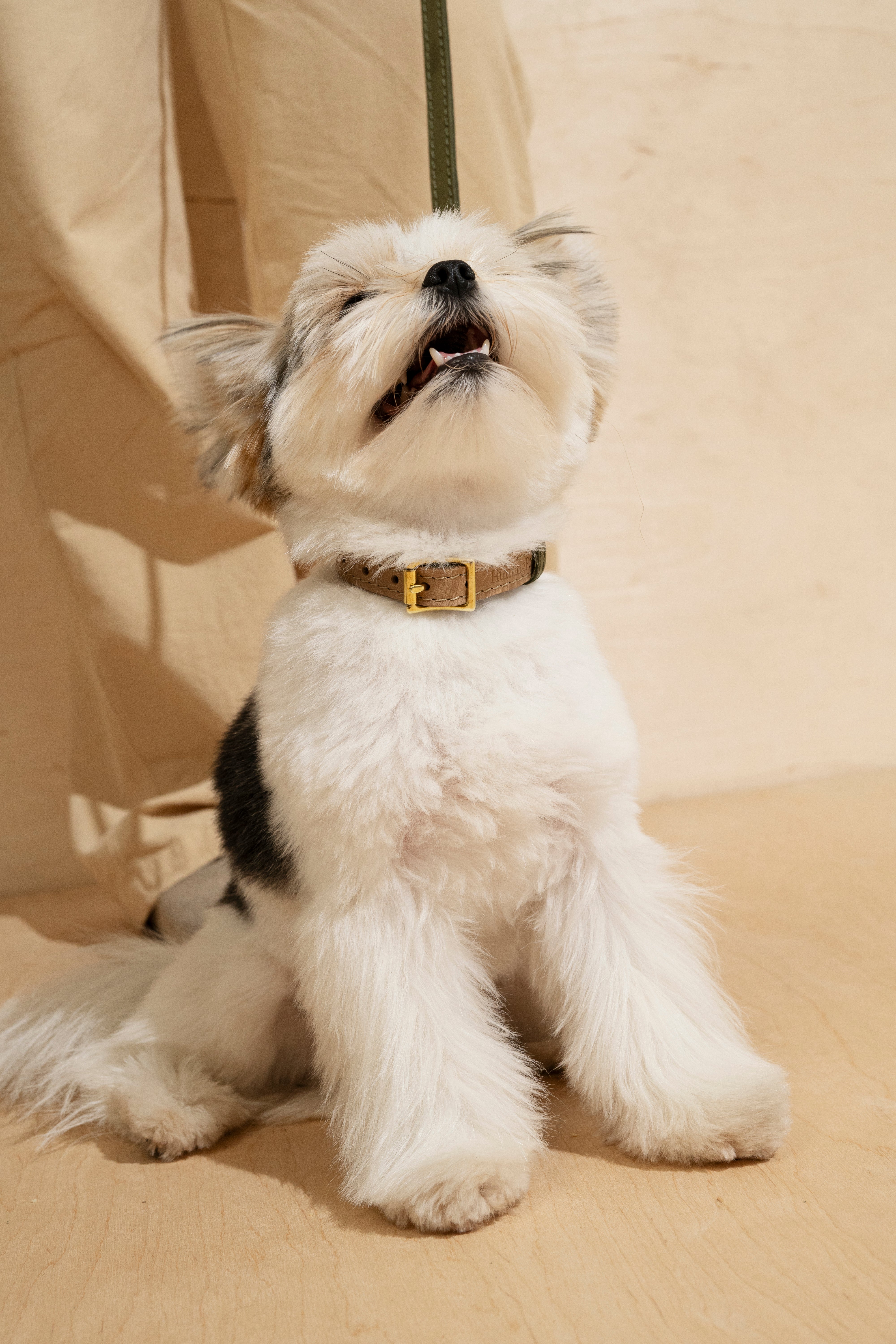 Stylish Green and Beige Collar Pony Walkony for Dogs - Perfect for Walking, Training & Outdoor Adventures