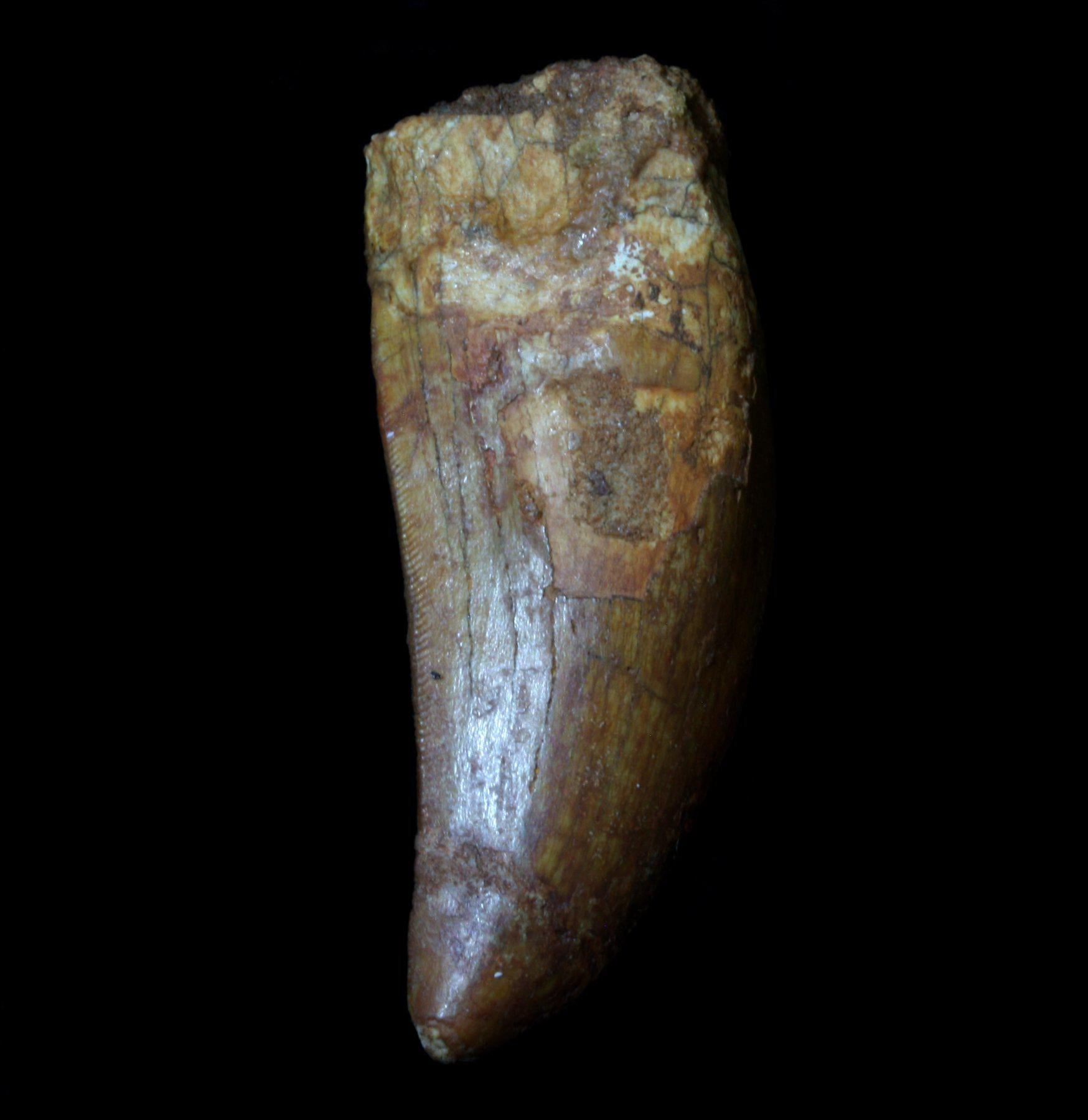 Authentic Carcharodontosaurus Dinosaur Tooth Fossil - Rare Prehistoric Collectible for Paleontology Enthusiasts & Home Decor Display