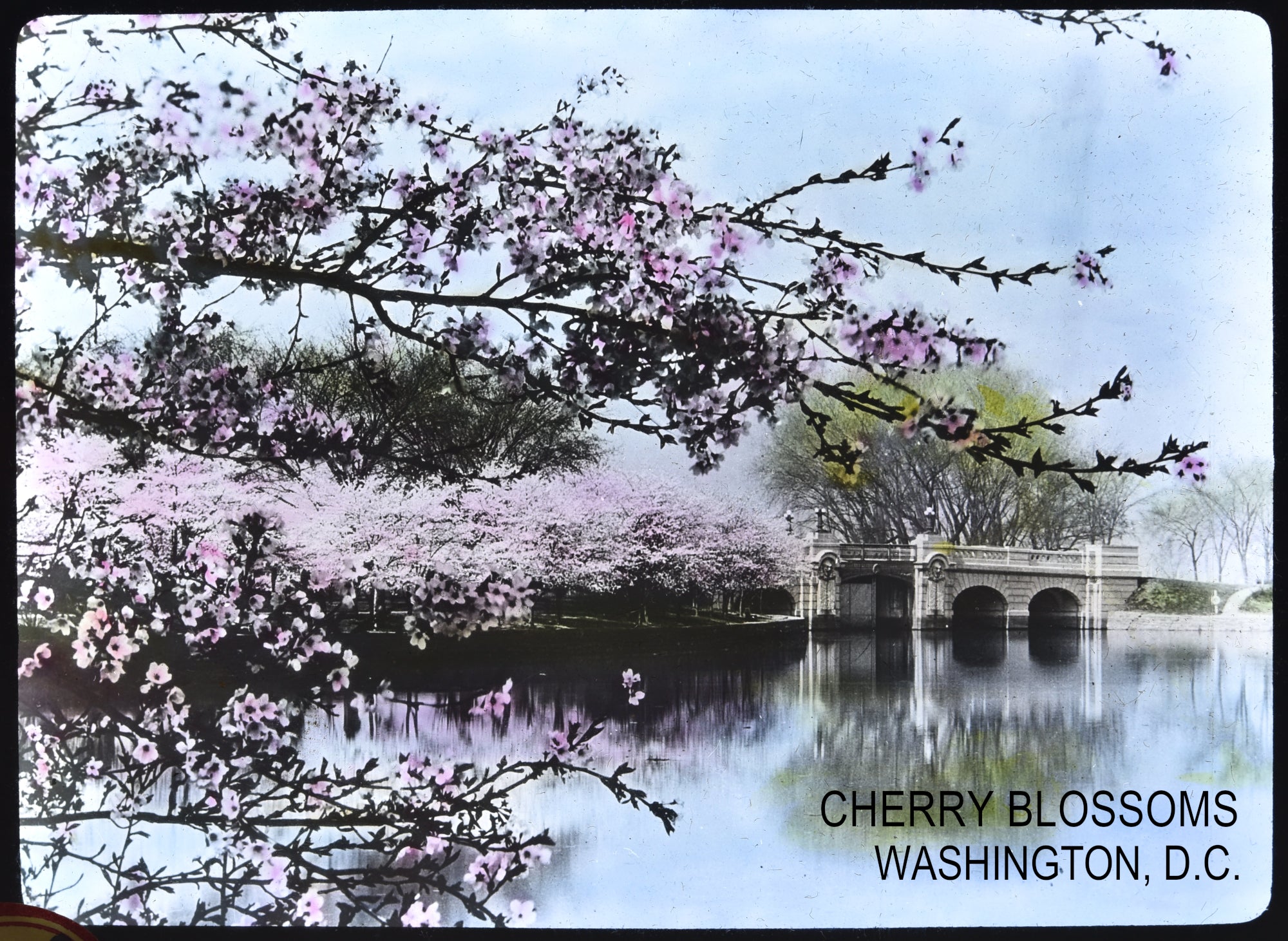 Cherry Blossoms at the Tidal Basin with Inlet Bridge - Framed Wall Art Print for Home & Office Decor | Spring Landscape Photography | Washington DC Scenery Gift Idea