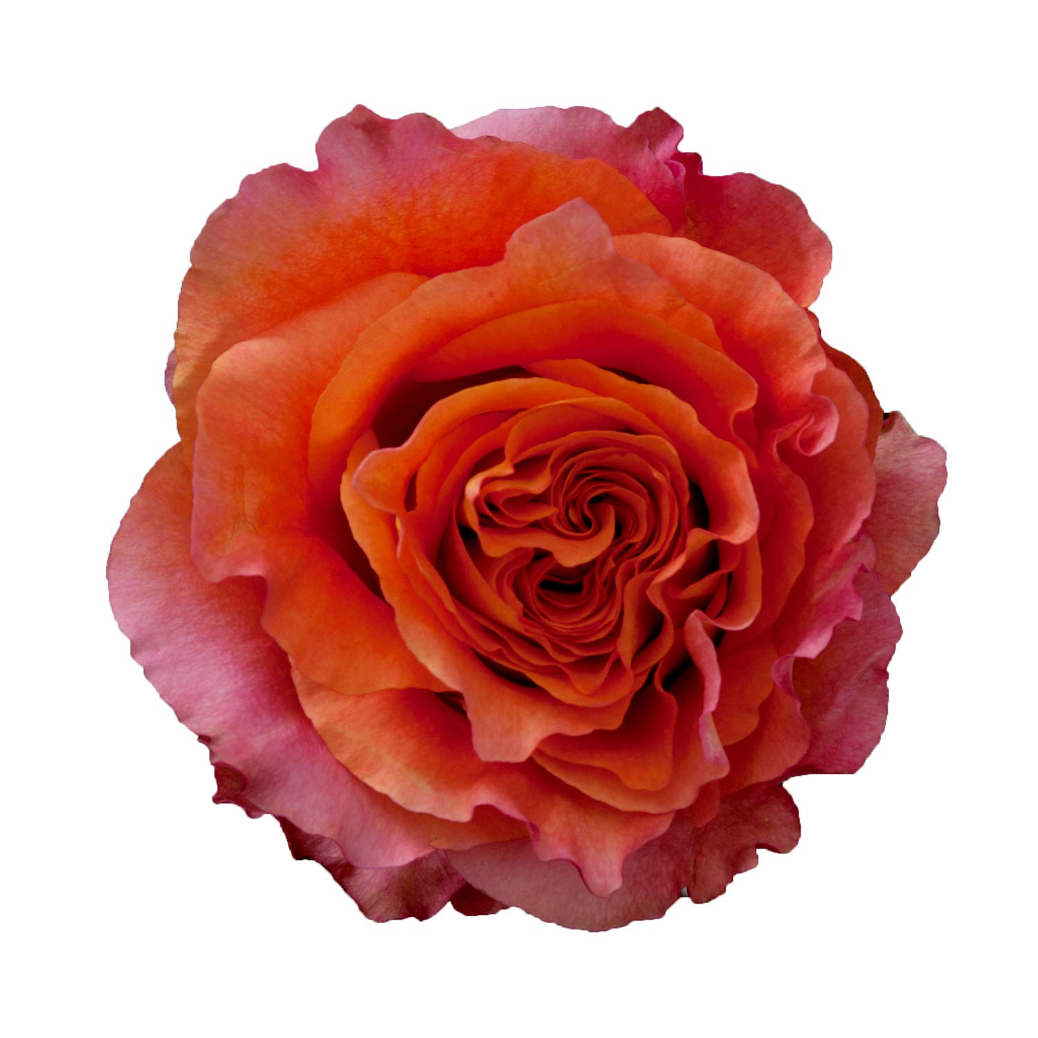 Premium Free Spirit Garden Roses - 36 Fresh Cut Stems for Bouquets, Weddings & Home Decor