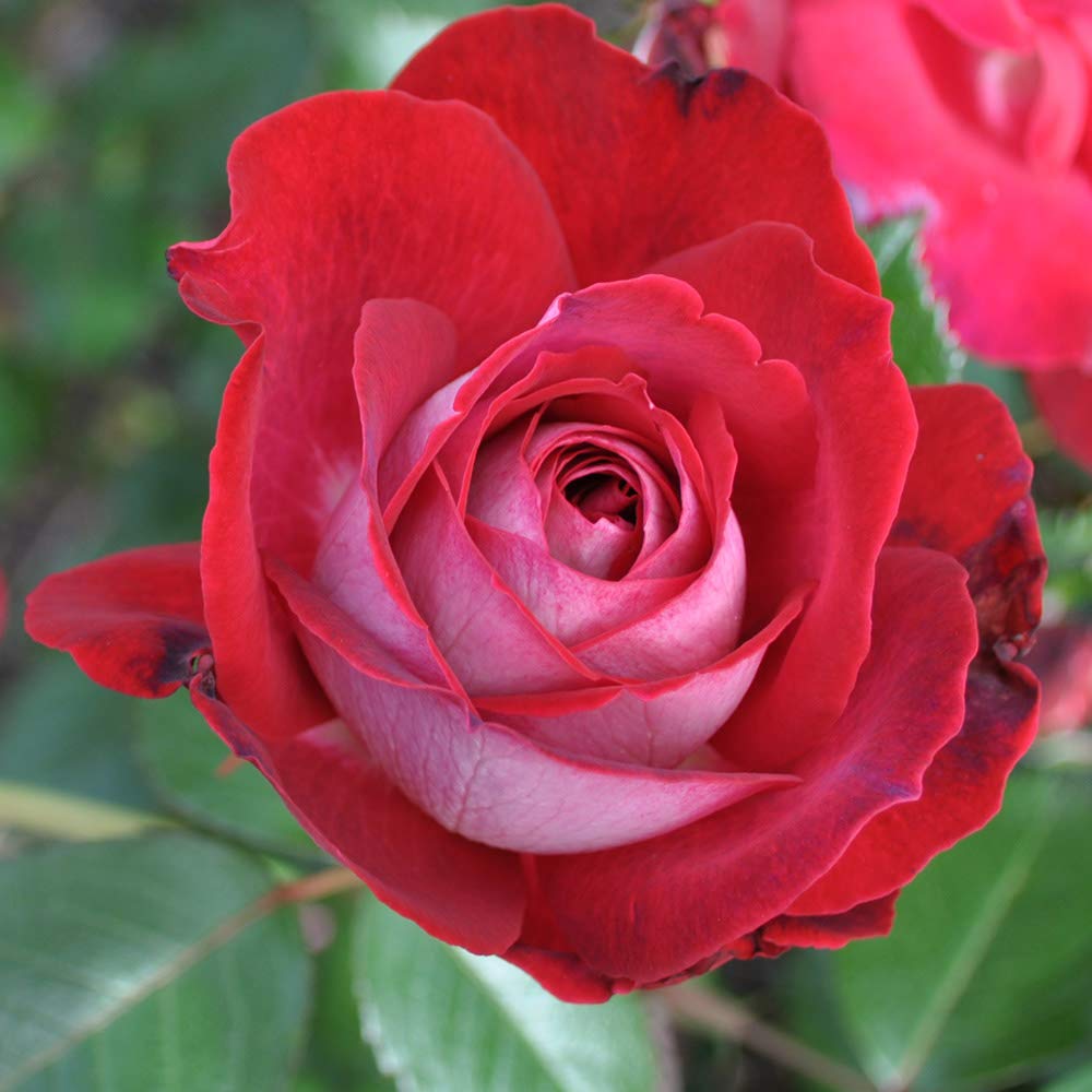 Heirloom Roses - El Catala Red Rose Bush | Hardy Live Outdoor Rose Plant for Gardens, Landscaping & Home Decor