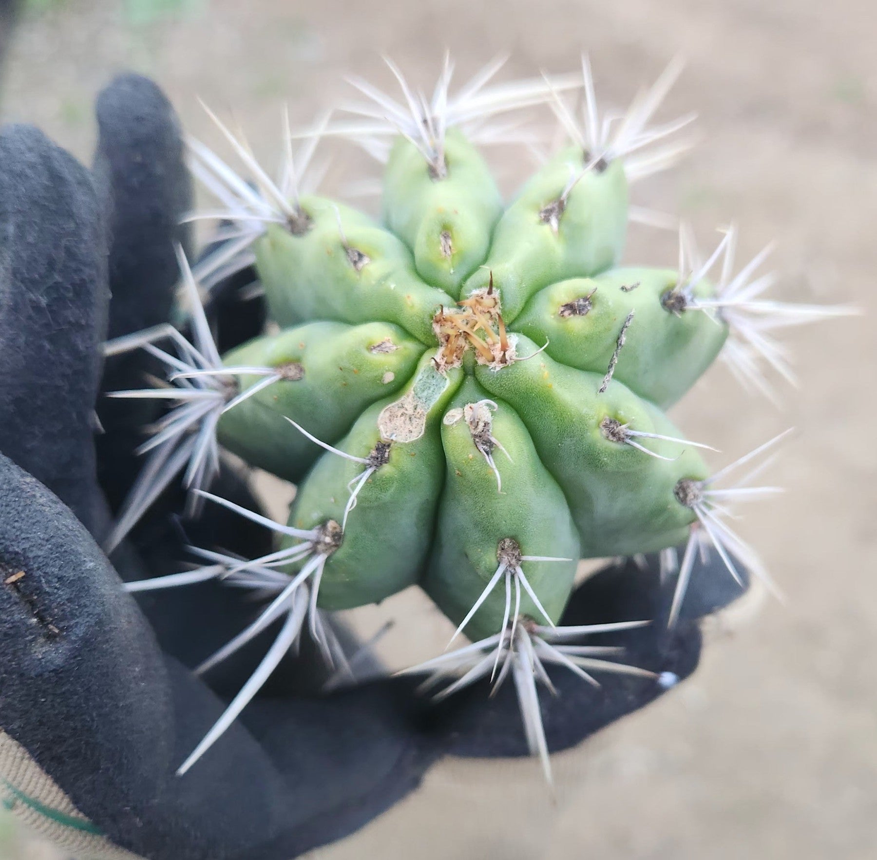 EC304 EXACT Trichocereus Puquiensis Linda Cactus Cutting 7-8 Inch | Rare Succulent Plant for Home Decor, Garden & Cactus Collection