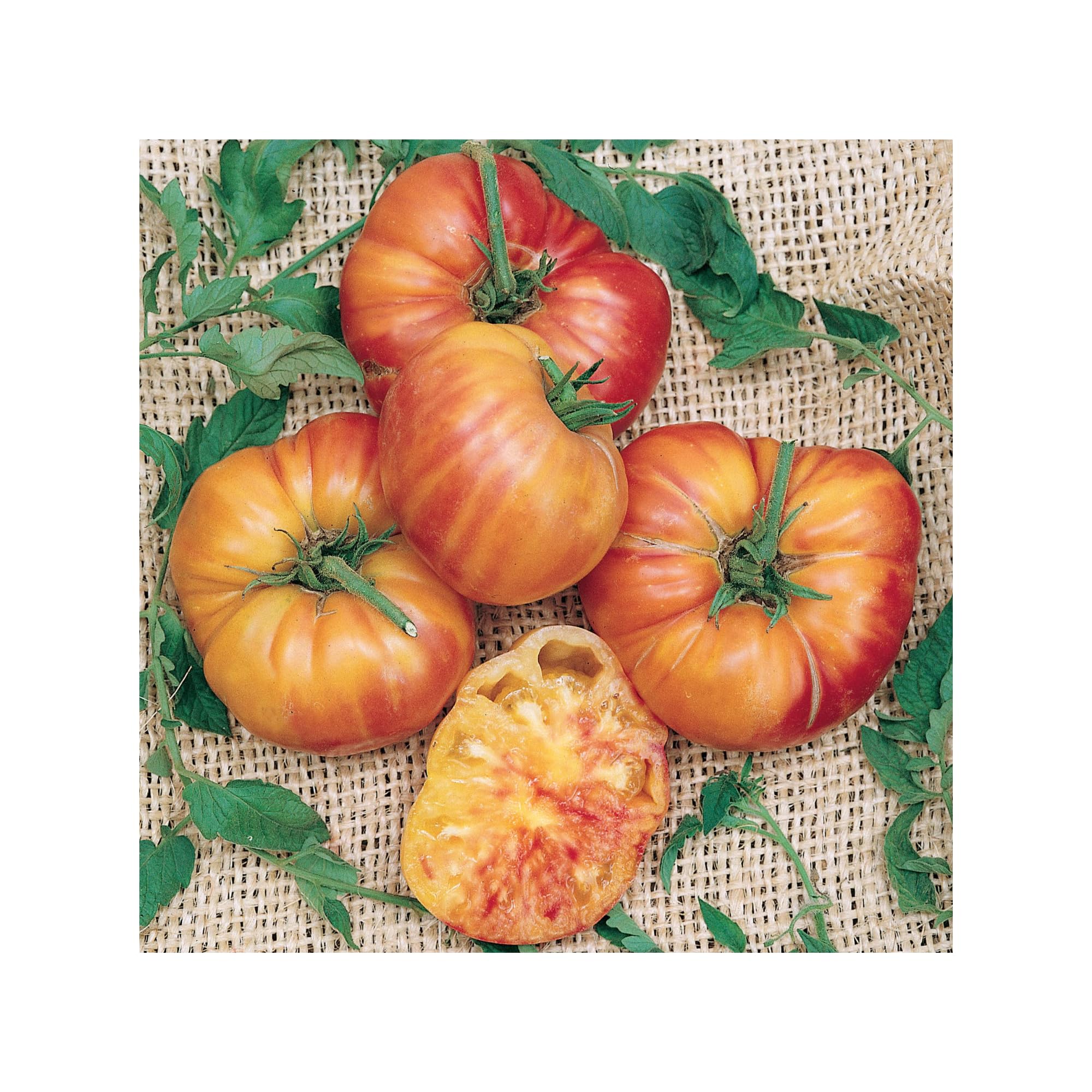 Rainbow Tomato Seeds - 1 Oz ~6800 Non-GMO Heirloom Seeds for Vegetable Garden (Solanum lycopersicum) - Perfect for Home Gardening, Organic Farming & Colorful Salad Recipes