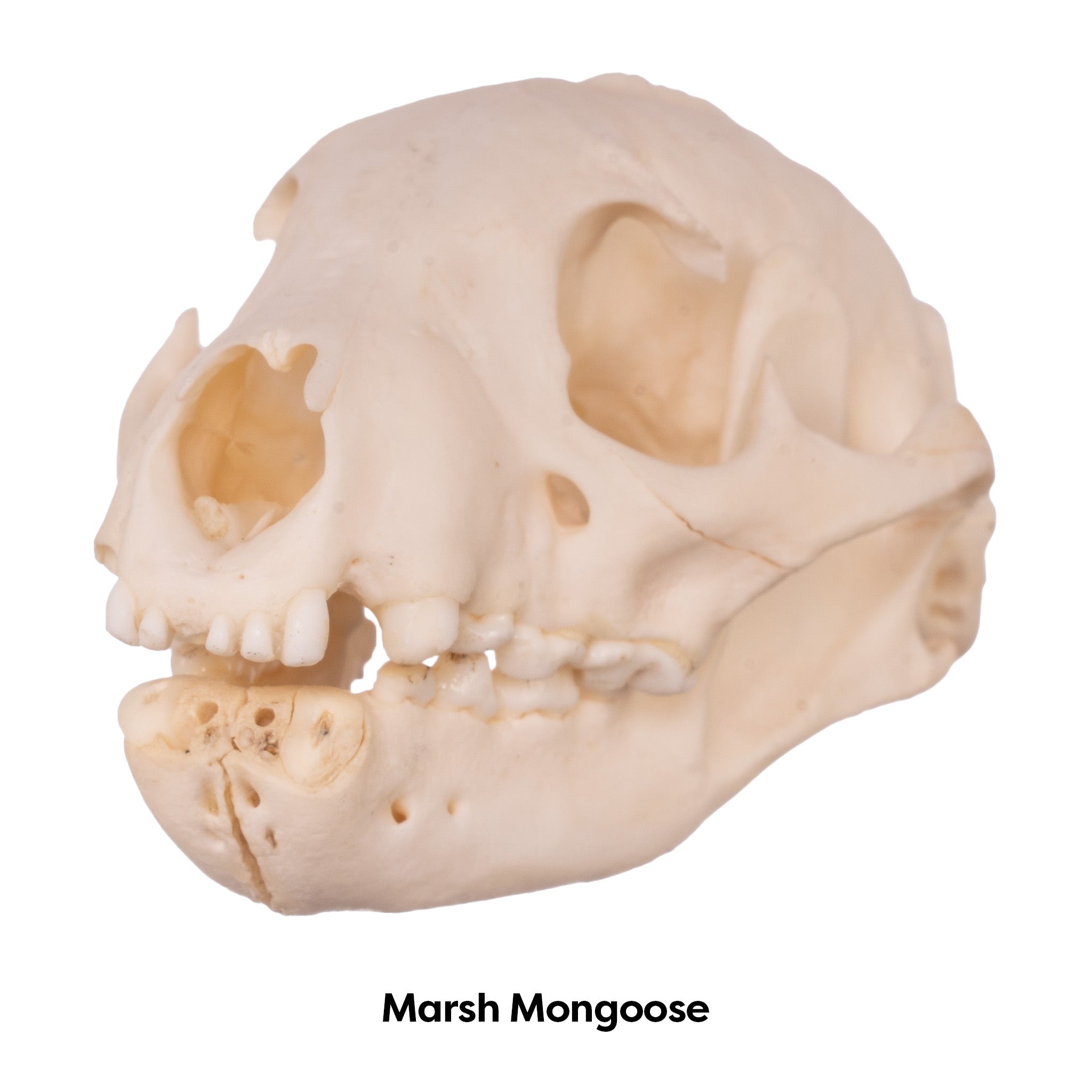 Authentic Mongoose Skull Set of 2 - Taxidermy Specimen for Oddity Collectors, Gothic Decor & Biology Study - Perfect for Halloween, Cabinets of Curiosities & Science Classrooms