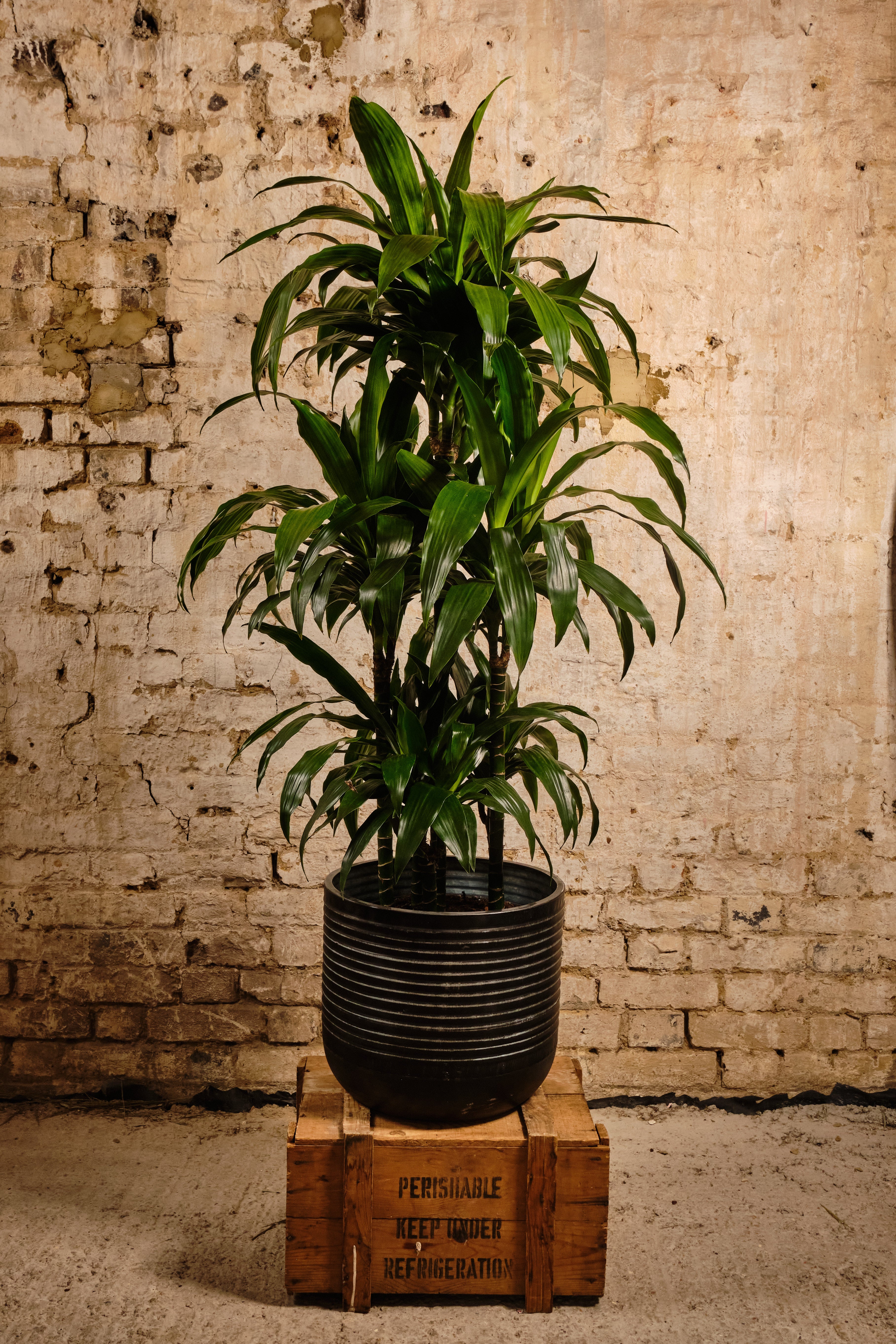 Dracaena Fragrans Indoor Plant - Corn Plant for Home & Office Decor - Air Purifying Houseplant (Local Delivery or Click & Collect) | Perfect for Living Rooms, Bedrooms & Workspaces