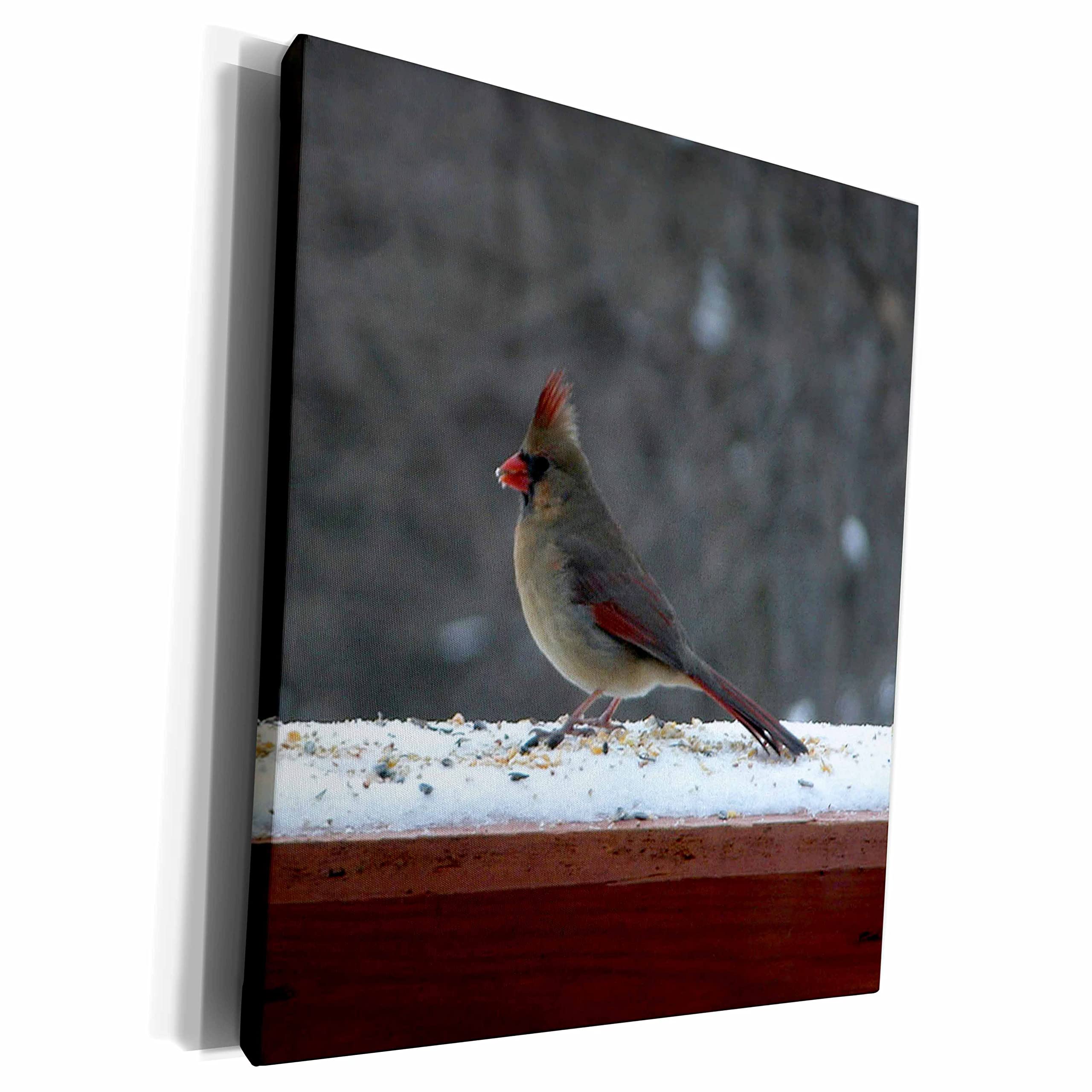 3dRose Premium Museum-Grade Canvas Wrap - Stunning Female Cardinal Bird Photography Wall Art for Living Room, Bedroom & Office Decor
