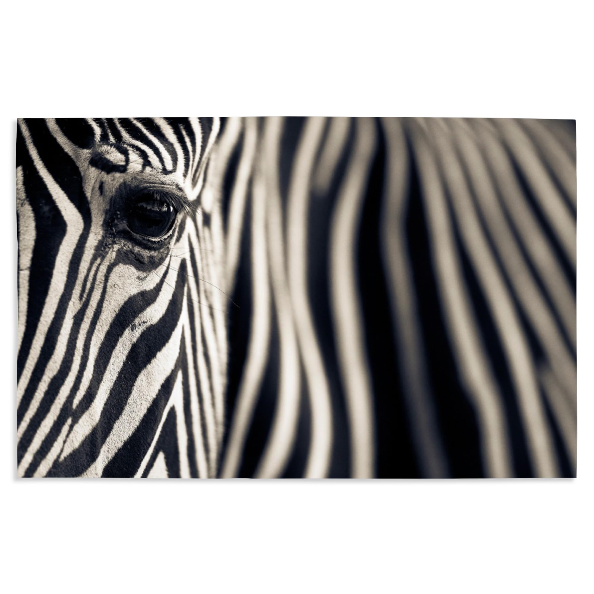 Lantern Press 16x24 Inch Zebra Close-Up Giclee Art Print - Premium Wildlife Wall Decor for Living Room, Bedroom & Office
