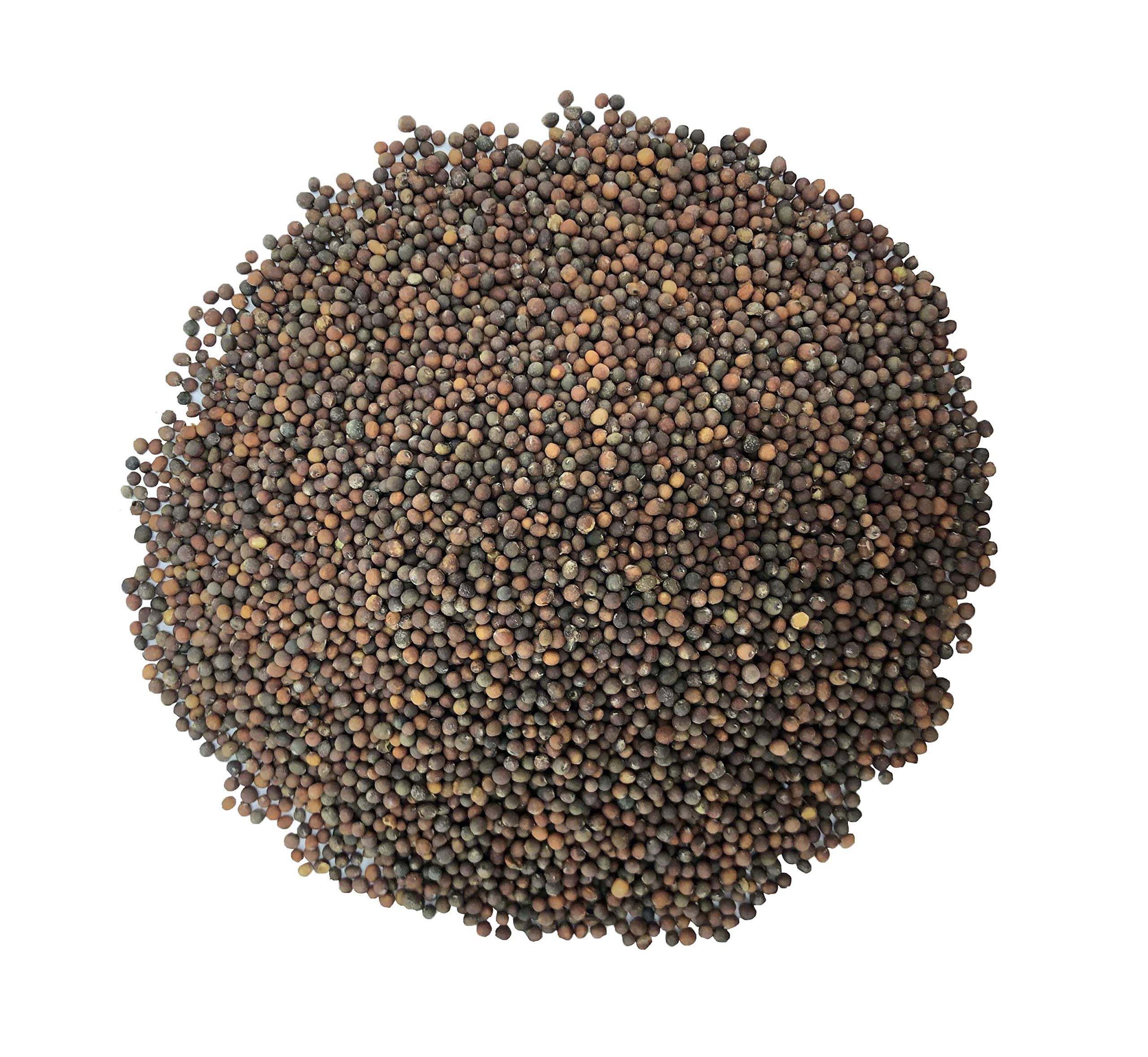 Food to Live Organic Kale Seeds, 10 Lbs Bulk - High Germination Rate Non-GMO Sprouting Seeds for Microgreens, Salads & Planting | Vegan, Kosher Certified | Perfect for Home Gardening & Healthy Eating