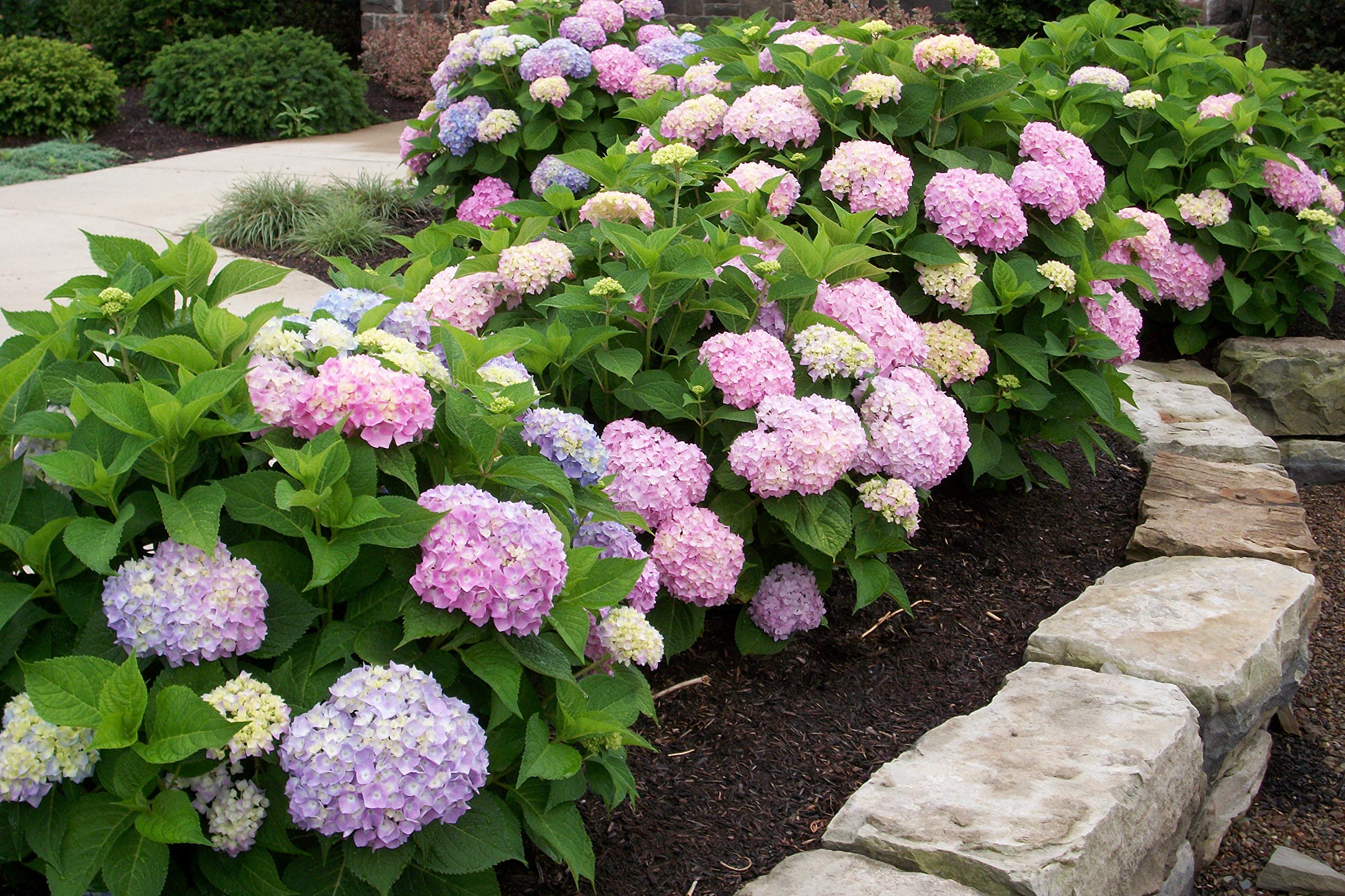 Endless Summer Mophead Hydrangea Live Plant - 1 Gallon Potted Hydrangea for Outdoor Garden & Landscaping