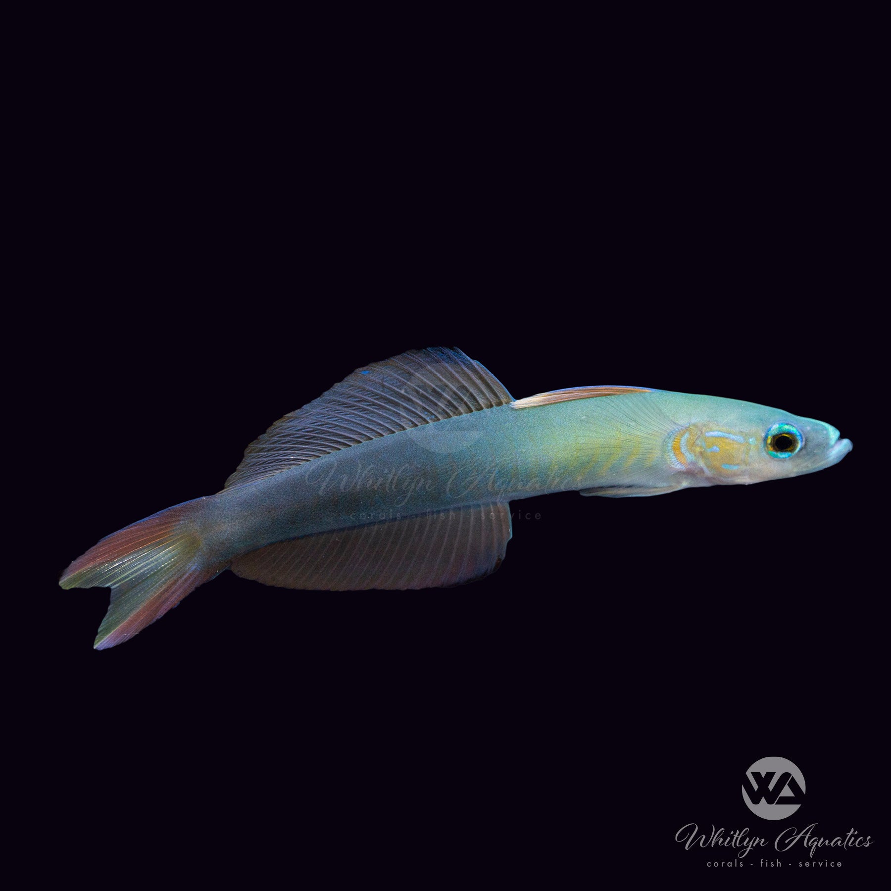 Scissortail Dartfish (Ptereleotris evides) - Saltwater Aquarium Fish for Reef Tanks | Perfect for Marine Fish Enthusiasts & Coral Reef Ecosystems