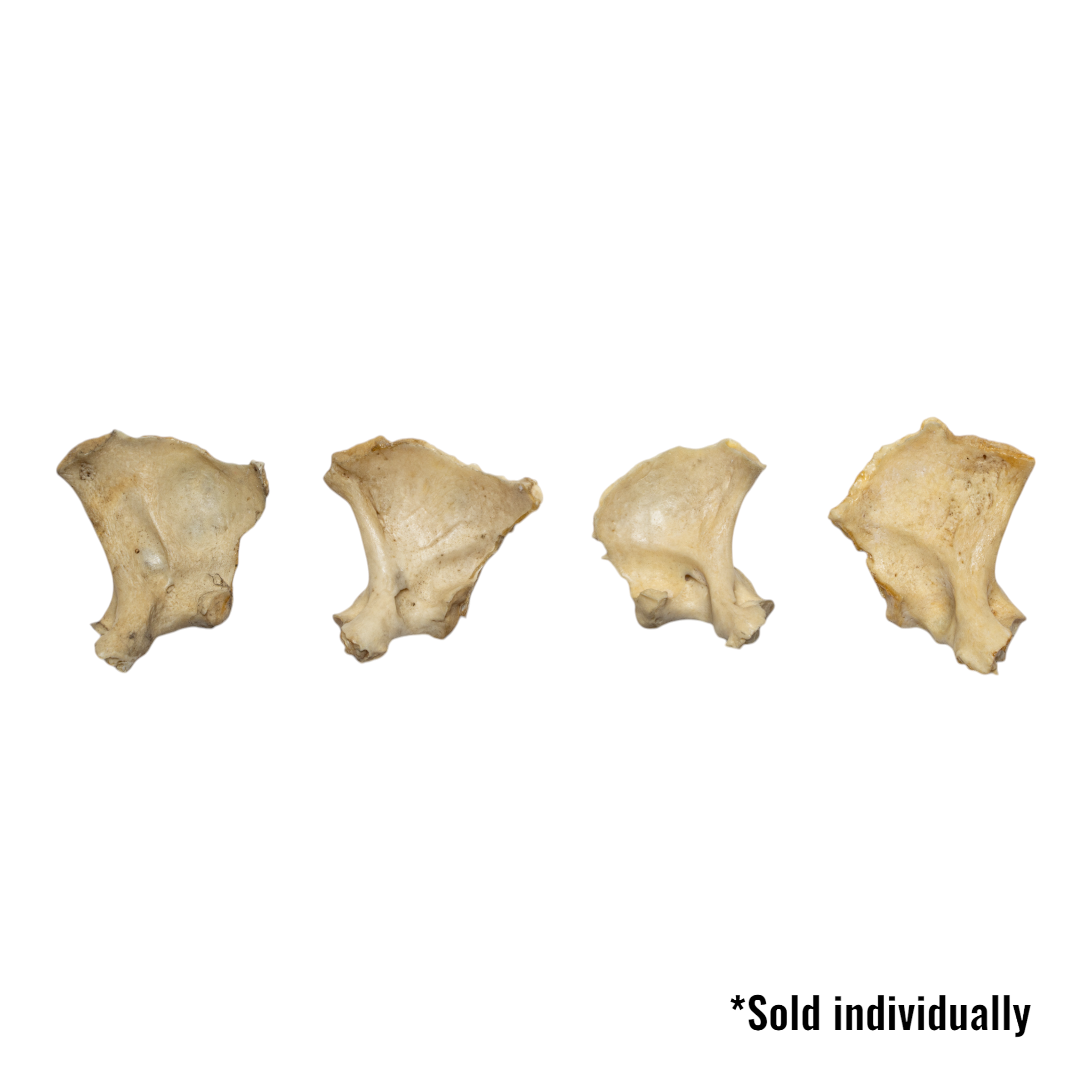 Authentic Human Child Exoccipital Bone - Single Specimen for Medical Study, Anatomy Education & Research