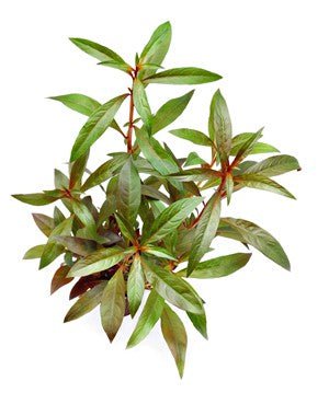 Dennerle Ludwigia Glandulosa Aquatic Plant in Pot - Perfect for Freshwater Aquariums & Planted Tanks