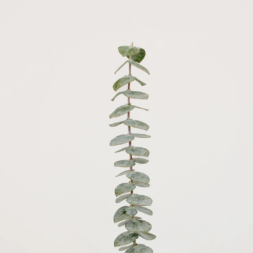 Fresh Baby Eucalyptus Greenery for Home Decor, Wedding Bouquets & Floral Arrangements - Natural Aromatic Leaves for DIY Crafts, Centerpieces & Spa Relaxation