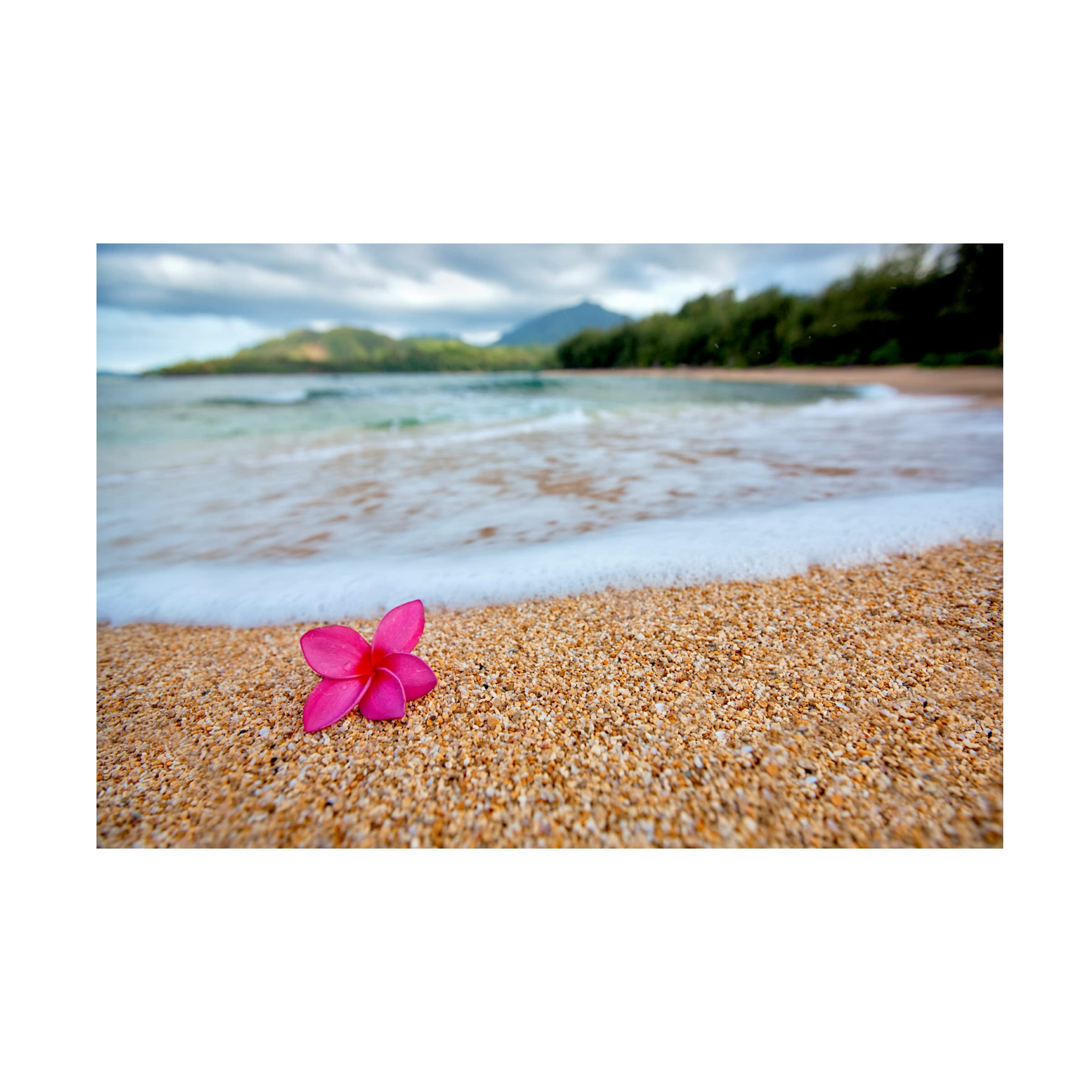 Dennis Frates 'Beach Treasures 4' Canvas Wall Art Print - Coastal Decor for Living Room, Bedroom & Office - Trademark Fine Art Collection