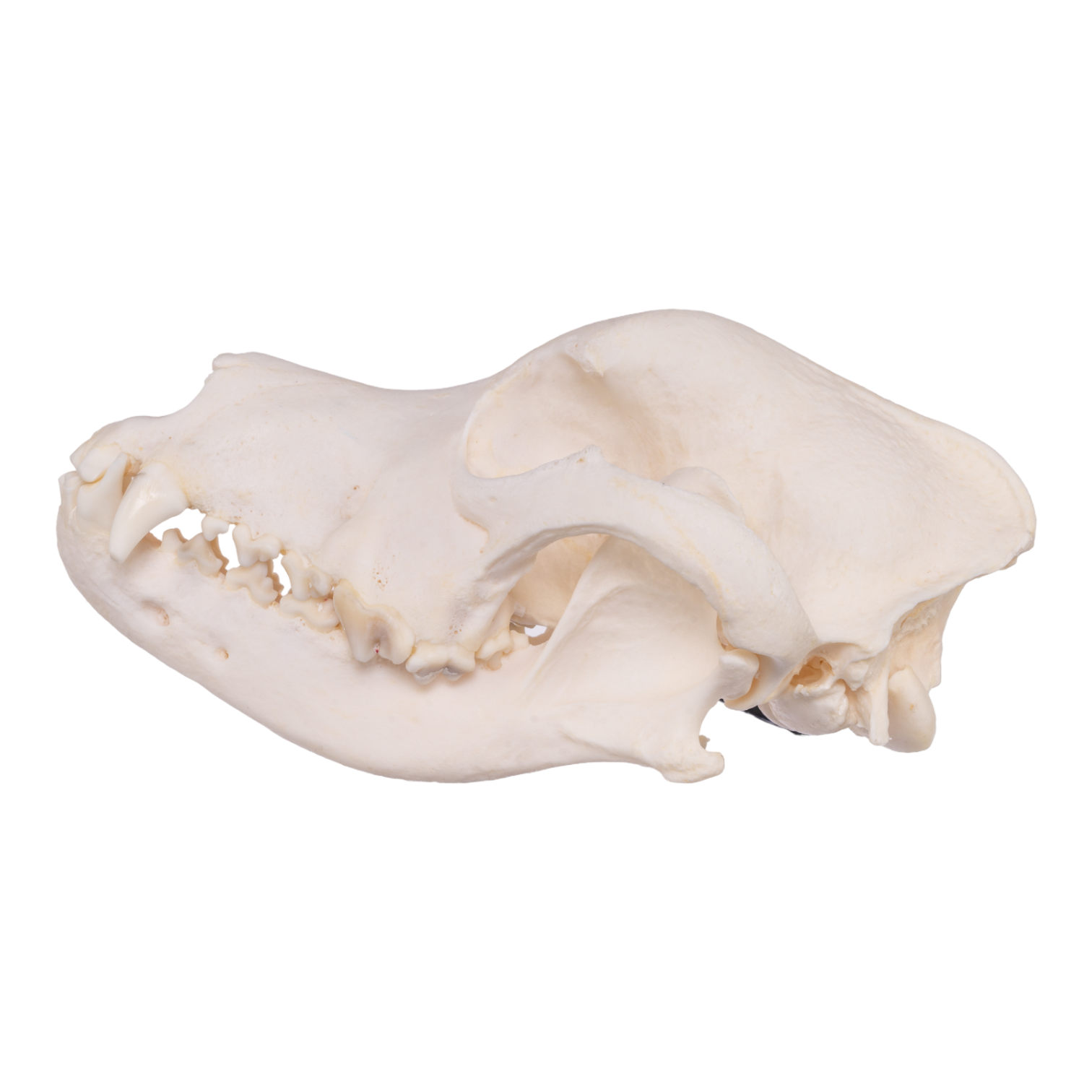 Authentic Rottweiler Dog Skull Specimen - Real Domestic Canine Skull for Veterinary Study, Taxidermy & Educational Display | Perfect for Biology Classrooms, Oddity Collections & Halloween Decor