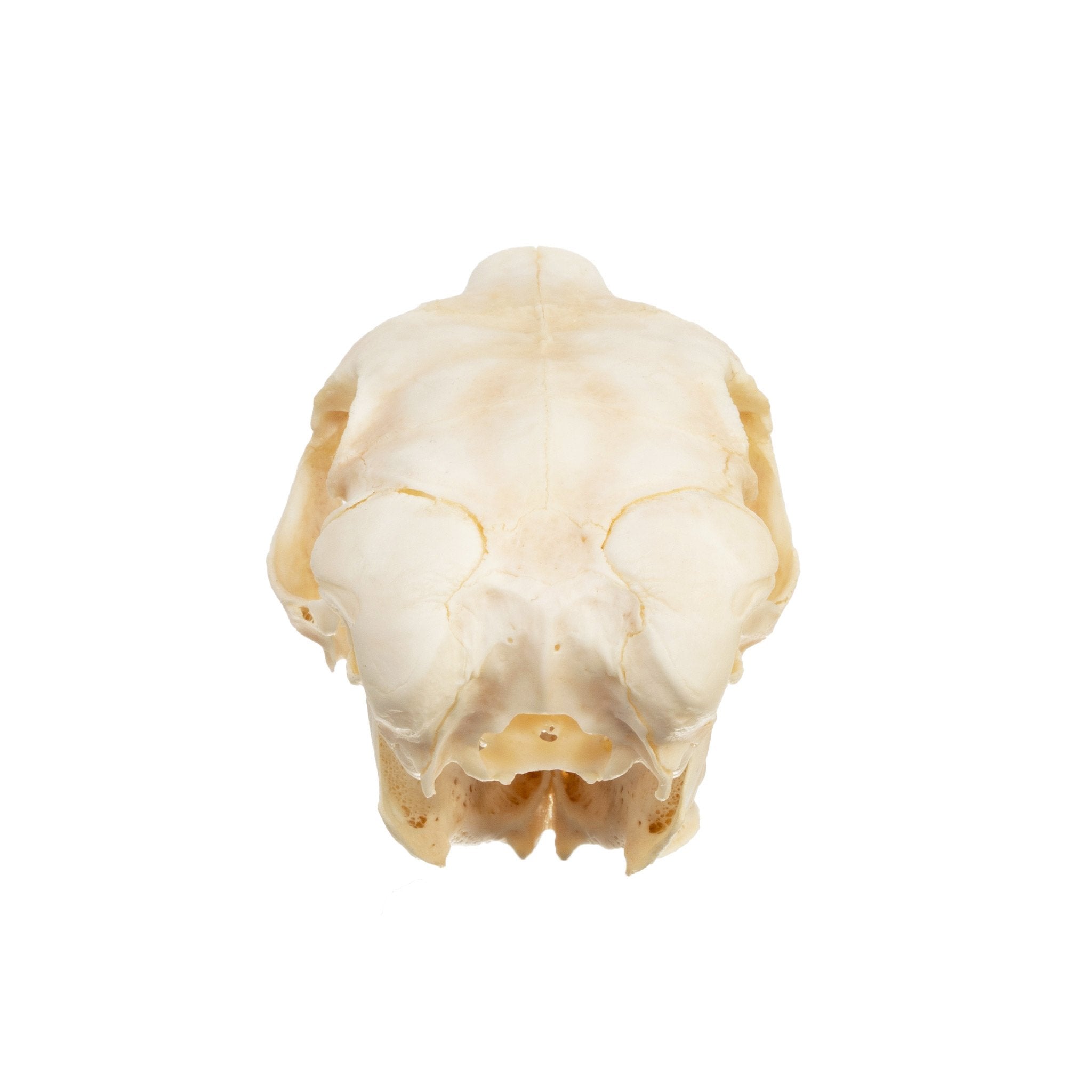 Authentic Springhare Skull - Taxidermy Specimen for Collectors & Oddity Enthusiasts - Perfect for Gothic Decor, Cabinets of Curiosity & Unique Home Decor