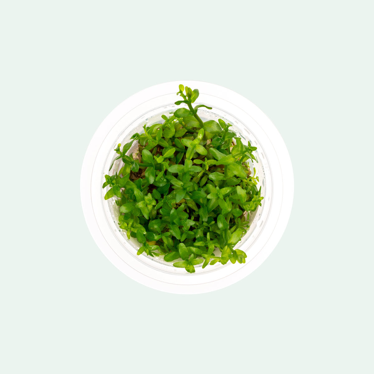 Premium Bacopa Caroliniana Tissue Culture - Live Aquatic Plant for Freshwater Aquariums | Perfect for Fish Tanks, Aquascaping & Natural Decorations
