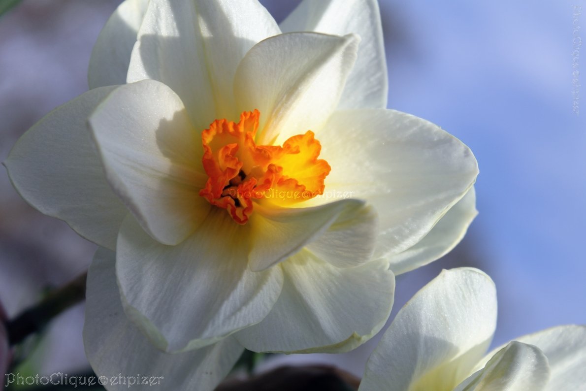 Beautiful Spring Daffodils in Full Bloom - Floral Nature Fine Art Photography Print - Perfect for Home Decor, Wall Art & Gift Giving
