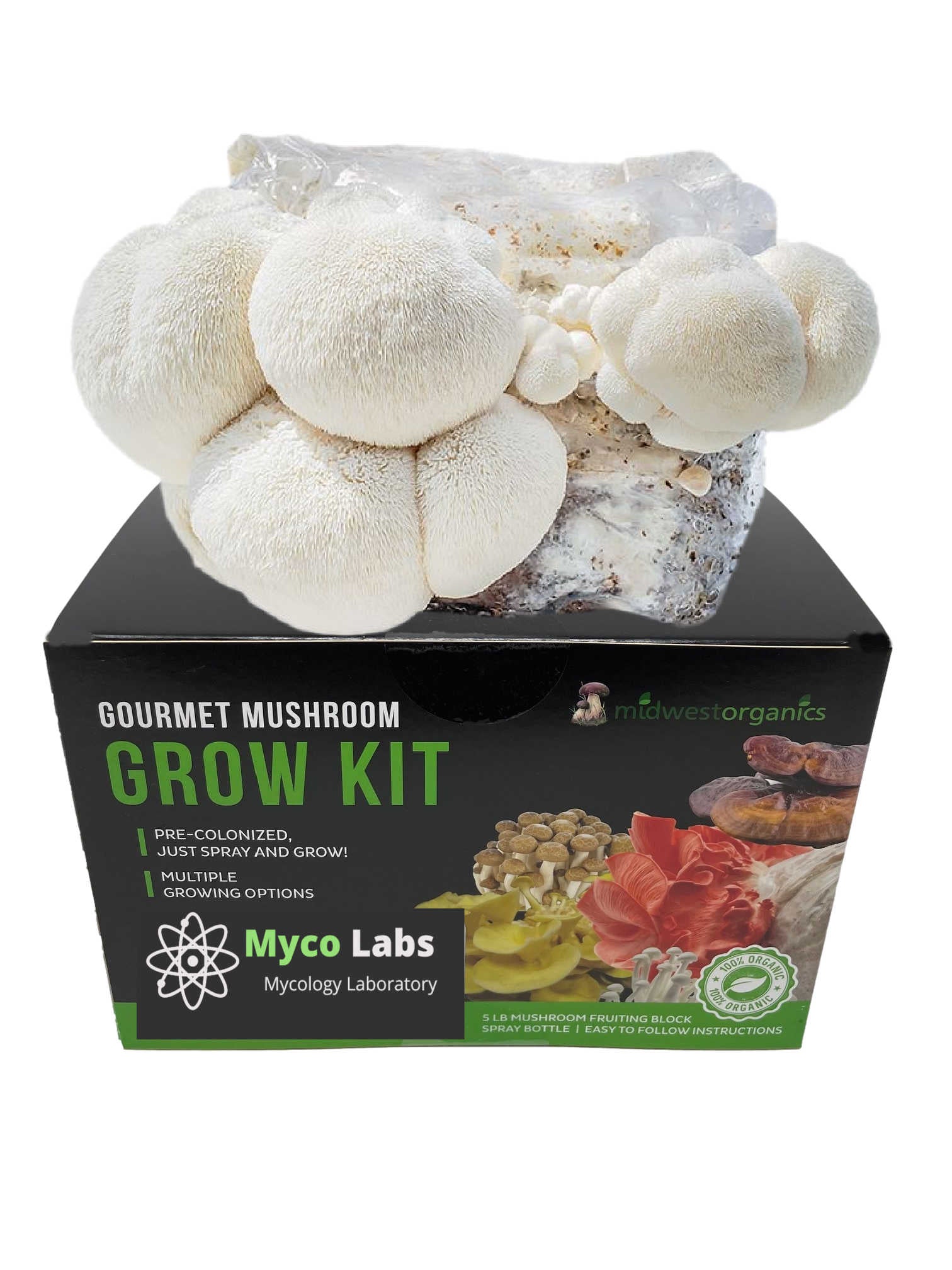 Organic Lion's Mane Mushroom Grow Kit - Midwest 5lb Premium Mushroom Cultivation Set for Home Growing | Fresh Gourmet Mushrooms for Cooking, Health Supplements & DIY Mycology Projects