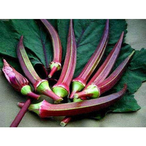 Red Velvet Okra Seeds - 25 Count, Deep Red Stems with Green Leaves for Home Gardening, Cooking & Decorative Planting