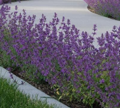 Walkers Low Faassen's Catmint Plants - 25 Pack of 3.5 Inch Square Pots | Drought-Tolerant Perennial Groundcover for Sunny Gardens & Landscaping