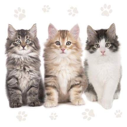 Premium CATS Paper Luncheon Napkins - 40pcs 13x13 Inch Decorative Napkins with Adorable Three Kittens & Cats Design - Perfect for Birthday Parties, Baby Showers & Themed Events
